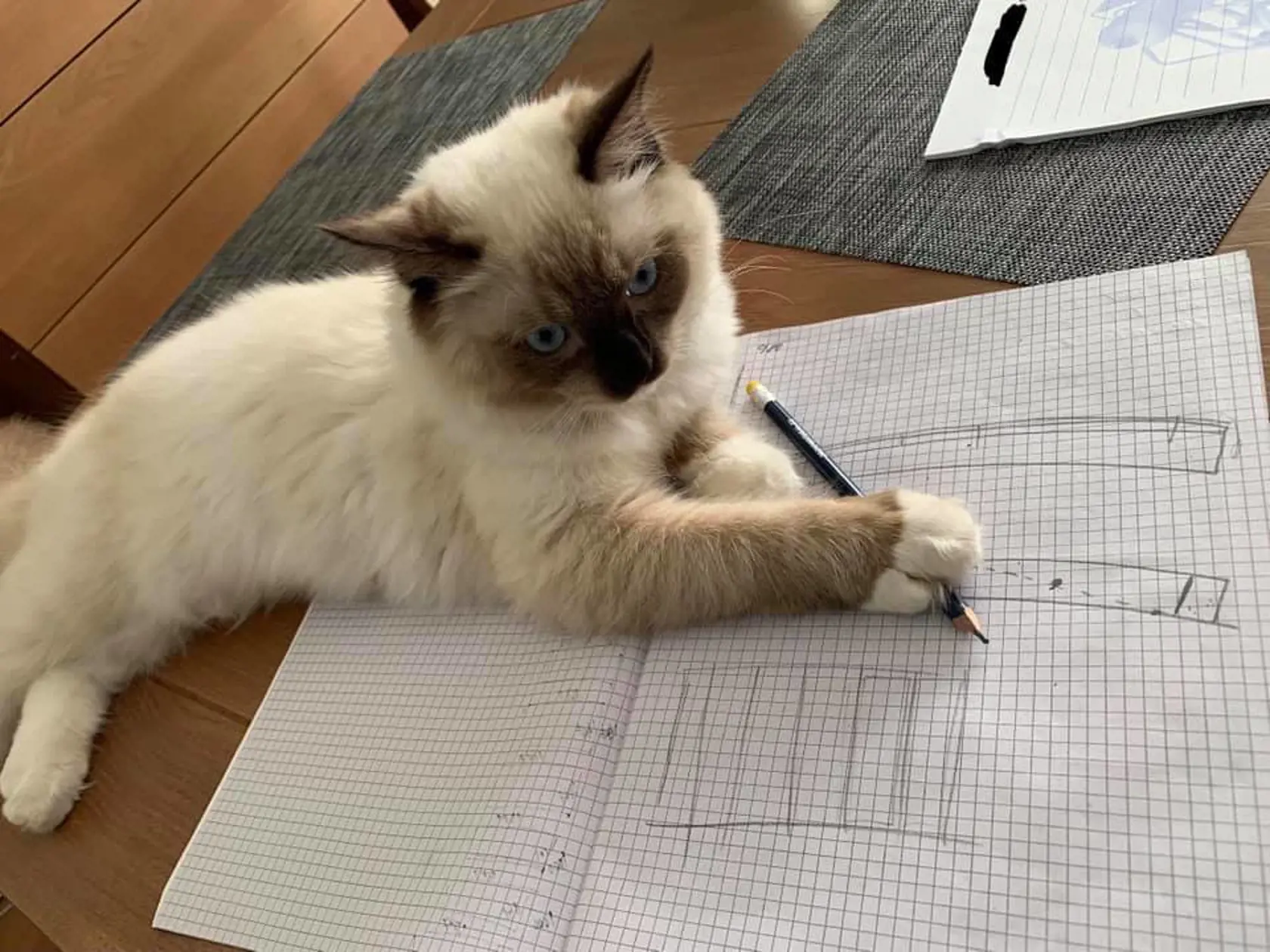 Na snímke je kocúr Igora Matoviča.