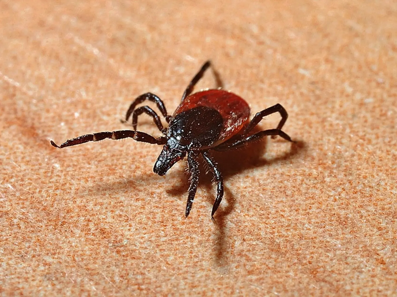 Kliešť môže prenášať boreliózu a encefalitídu, preto je potrebné ho správne vybrať.
