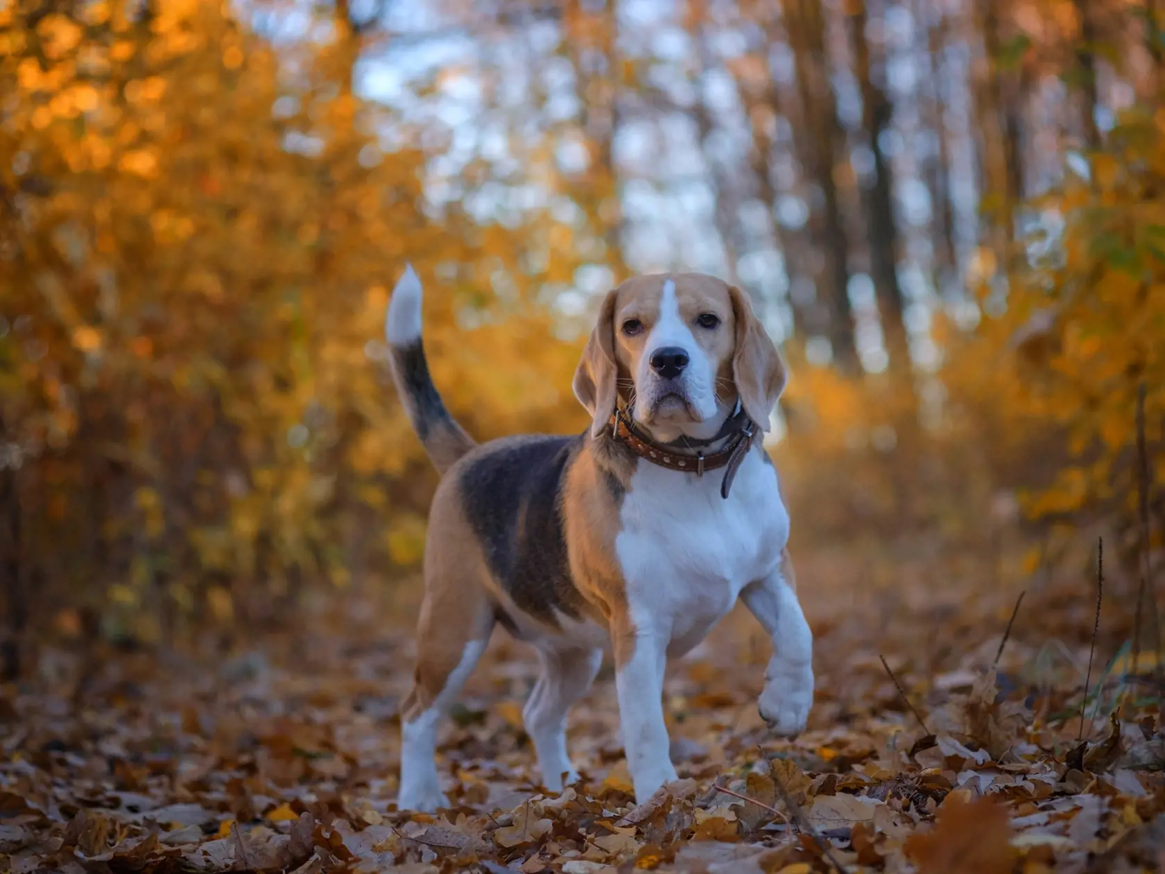 Beagle – Roztopašník pre milovníkov zábavy