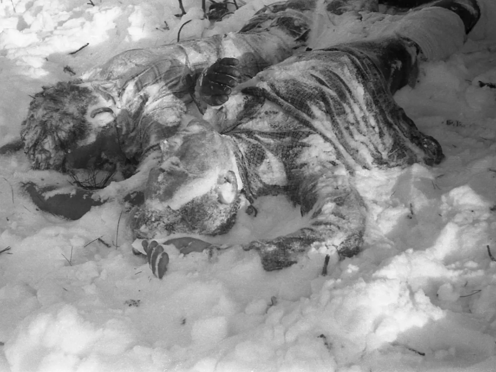 Mŕtvoly Krivošenka a Dorošenka našli záchranári ako prvé. Ležali pri vyhasnutom táboráku pod veľkým cédrom, na ktorý sa dvojica snažila zúfalo vyšplhať – zrejme aby našli cestu naspäť k základnému táboru.
