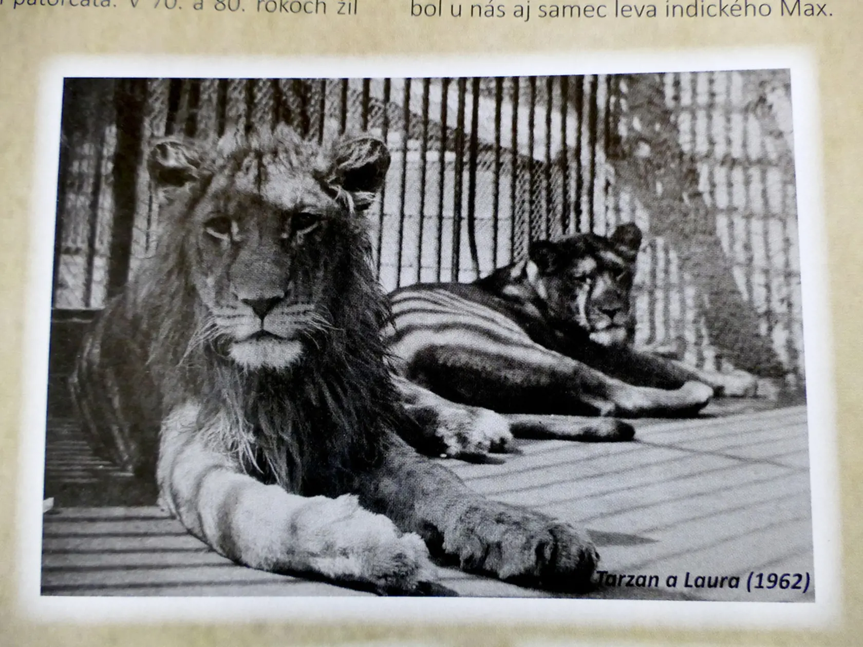 1963 - Levy z Poľska.