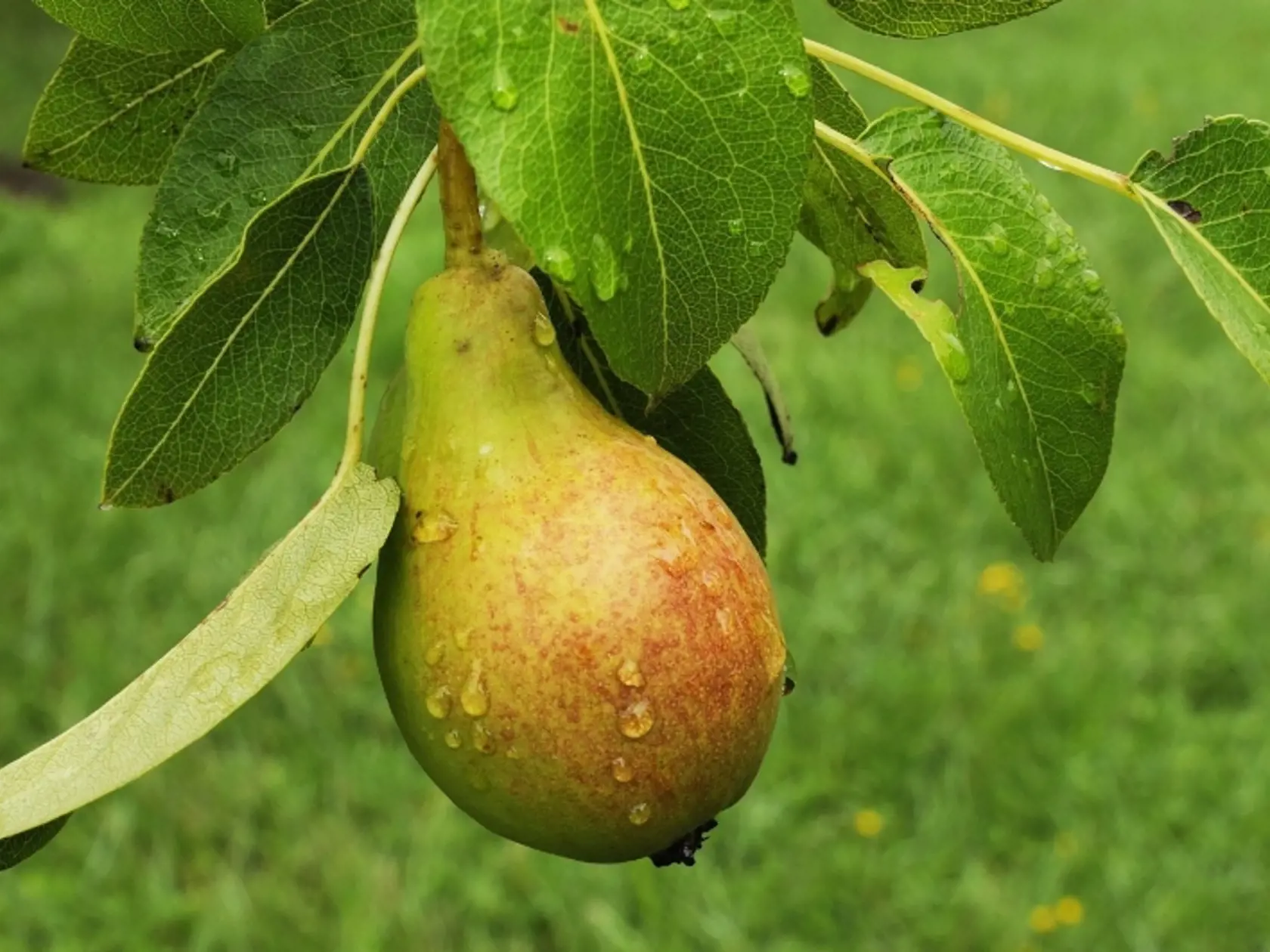 Hruška obsahuje veľa vlákniny.