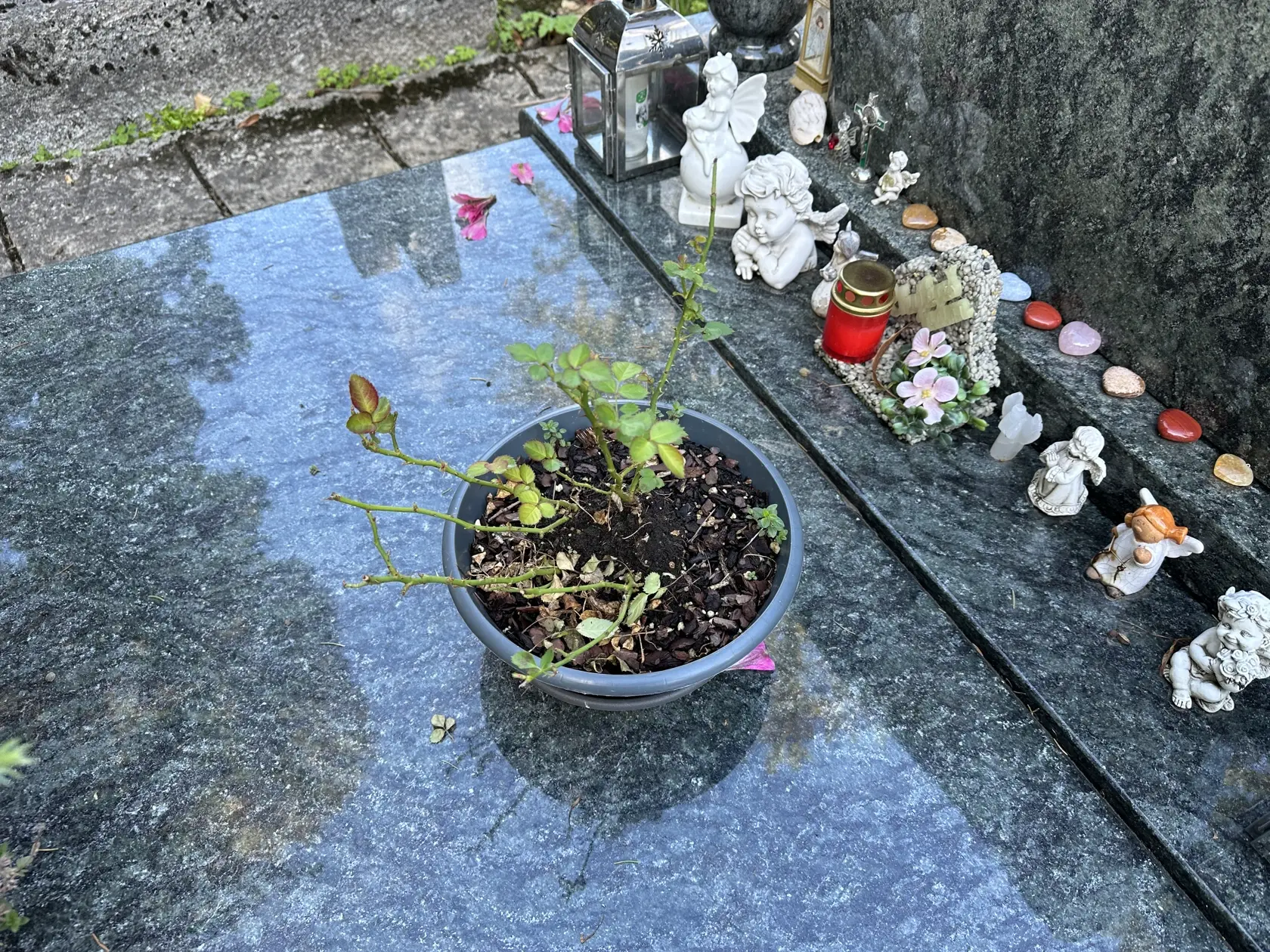 Z kvetináčov sa borili zoschnuté halúzky.