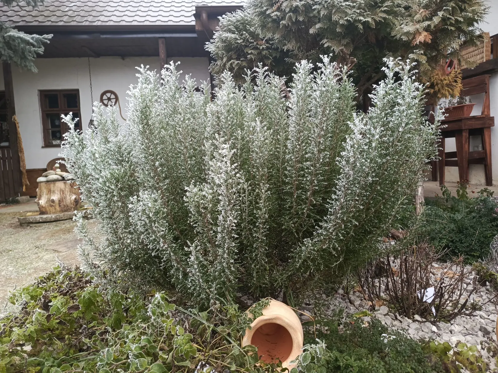 U záhradkárov doteraz kraľuje rozmarín.
