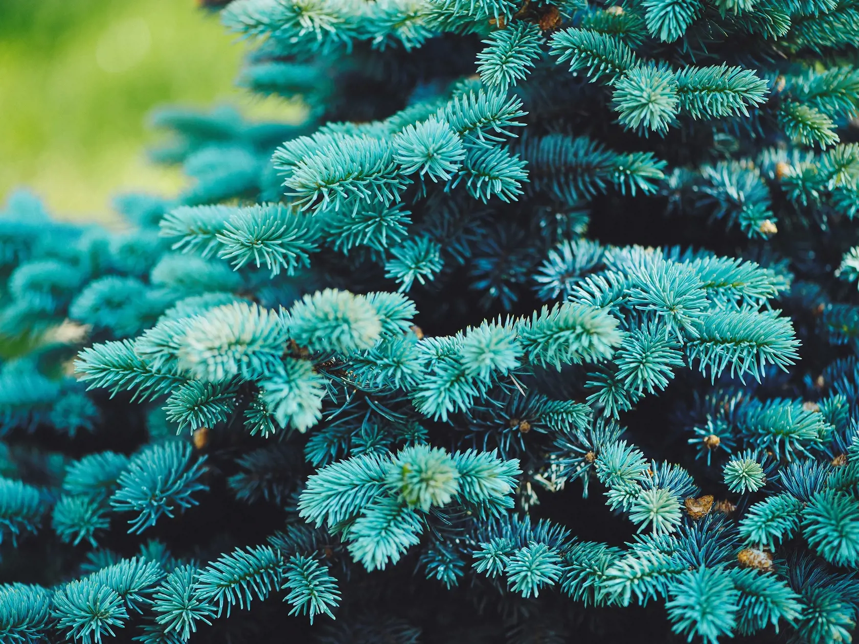 Smrek pichľavý ‘Glauca’ (Picea pungens)