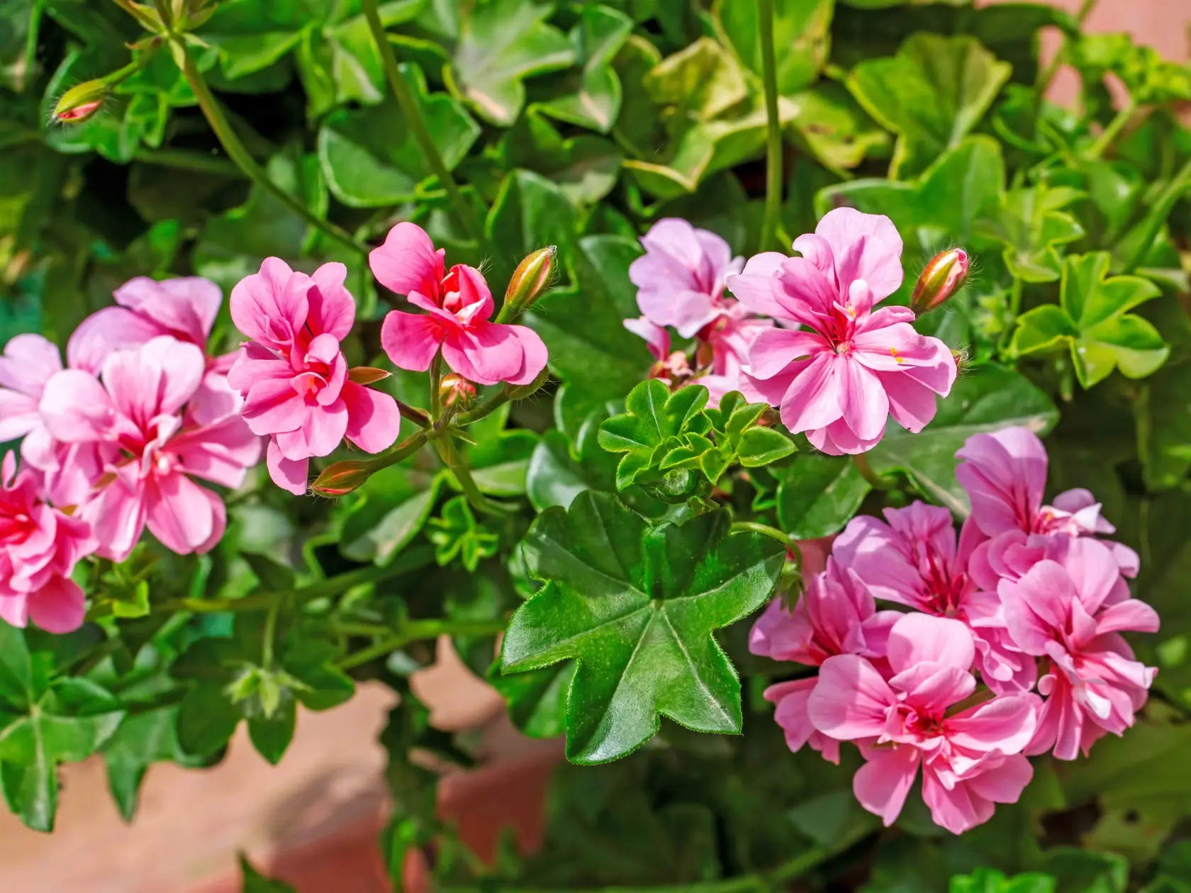 Muškát štítovitolistý (Pelargonium peltatum)