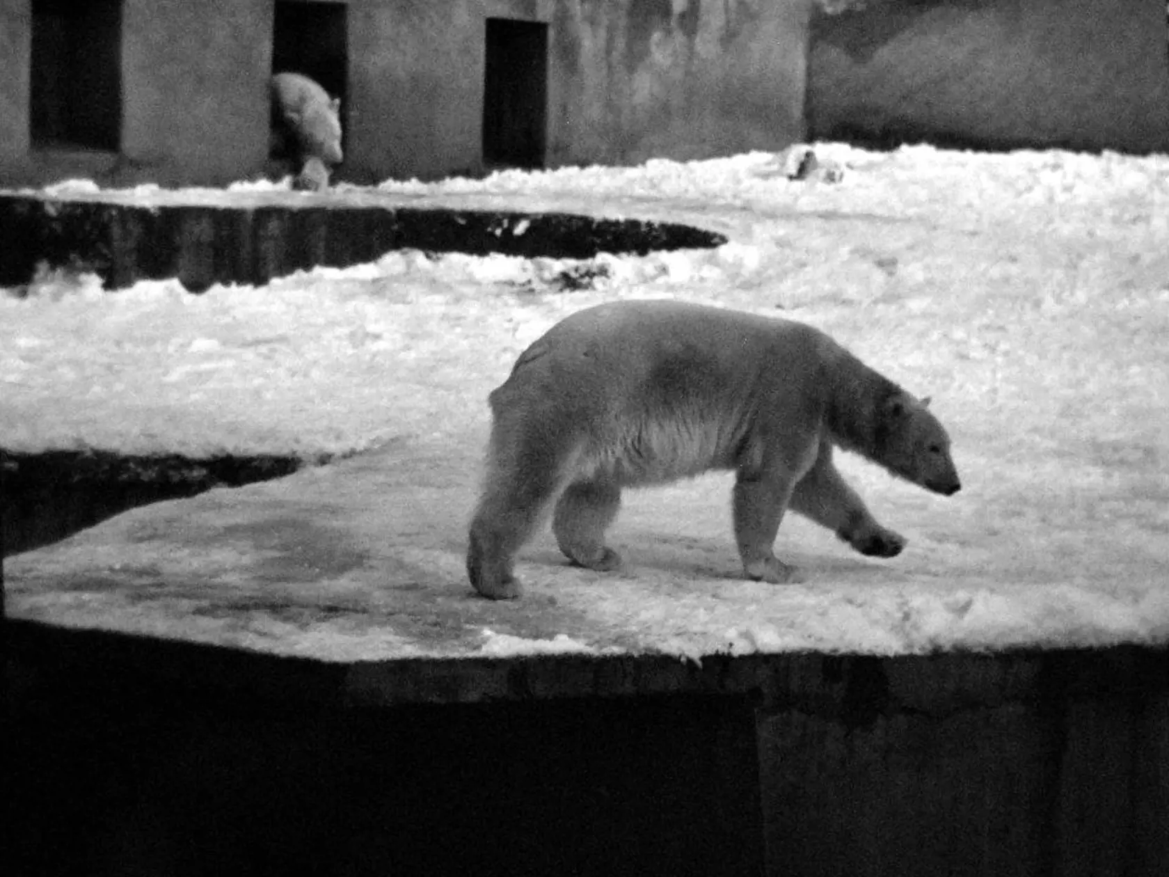 Medvede biele priviezli do zoo Bojnice z Moskvy v roku 1967.