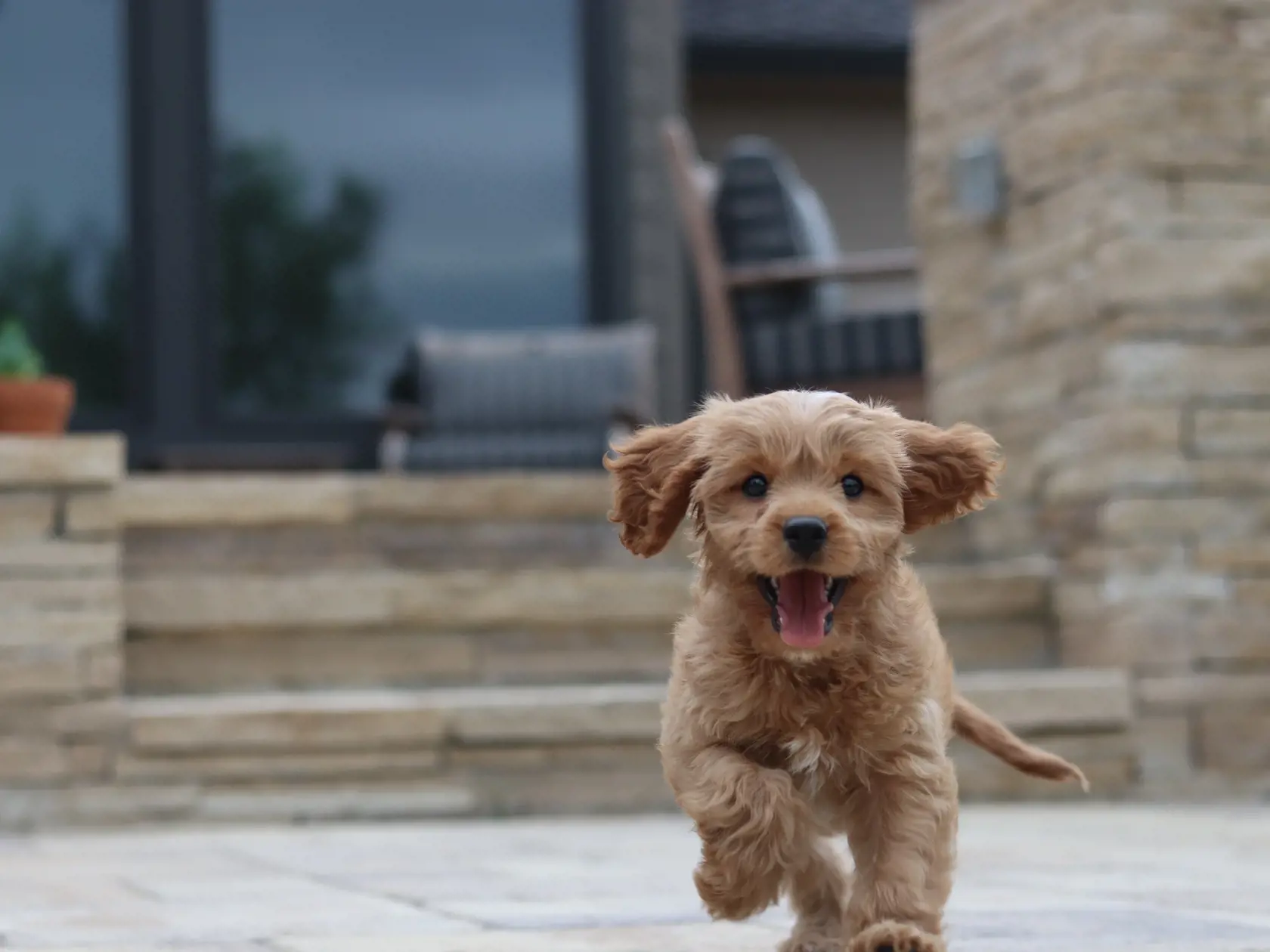 Šteniatko plemena cavapoo