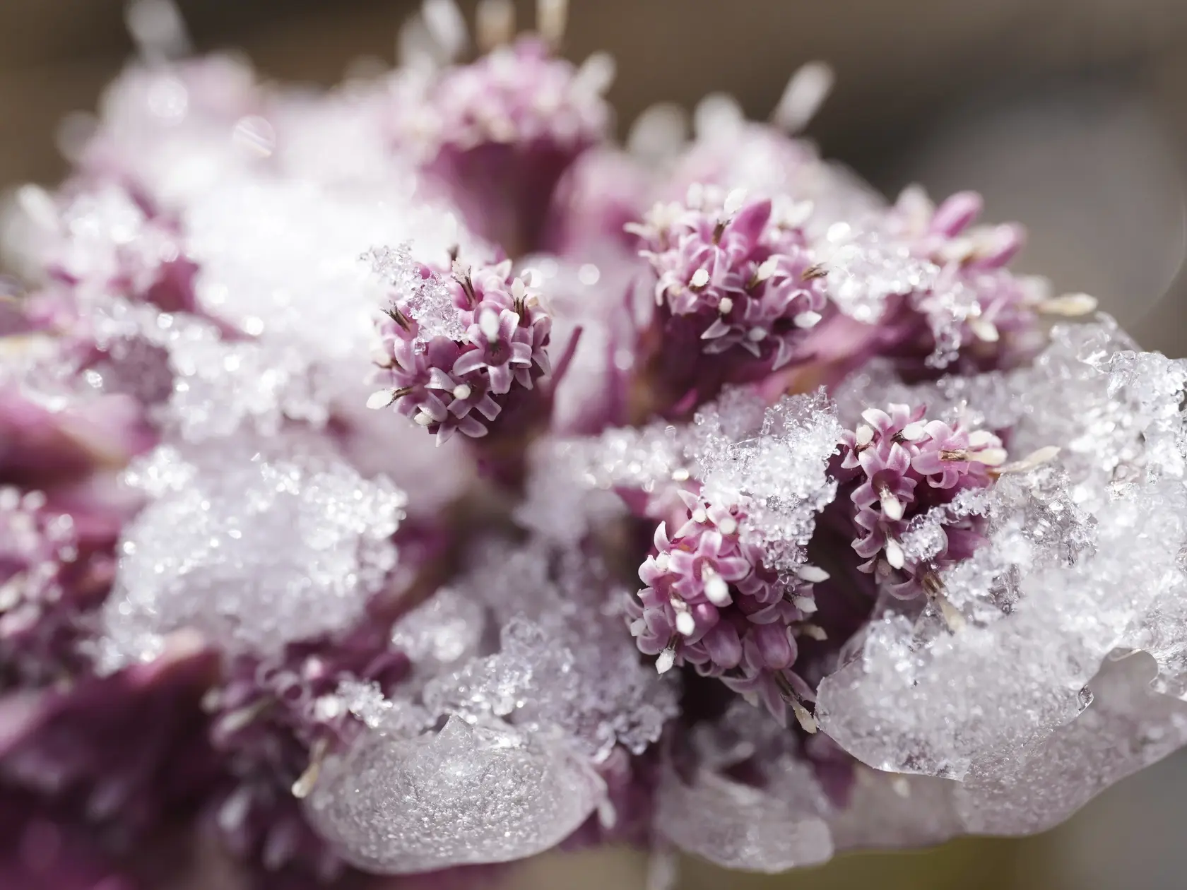 AG28 Tallinn - Na snímke kvety deväťsila lekárskeho sú pokryté snehom po nočnom snežení v mestskom parku v estónskom Tallinne v sobotu 5. apríla 2025. FOTO TASR/AP

Flowers of the hybrid butterbur are covered with snow after an overnight snowfall in a city park, Tallinn, Estonia, Saturday, April 5, 2025. (AP Photo/Sergey Grits)