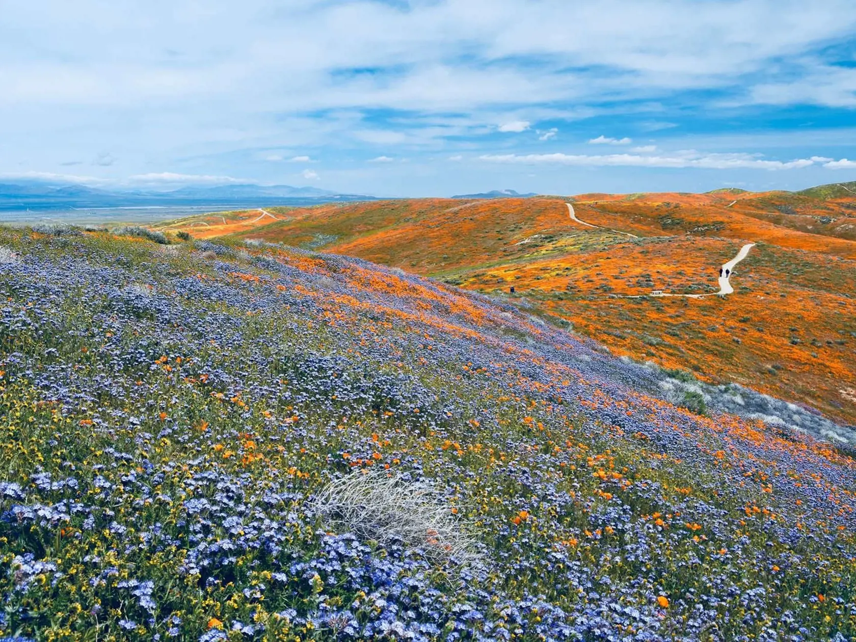 Antelope Valley, Kalifornia, USA.