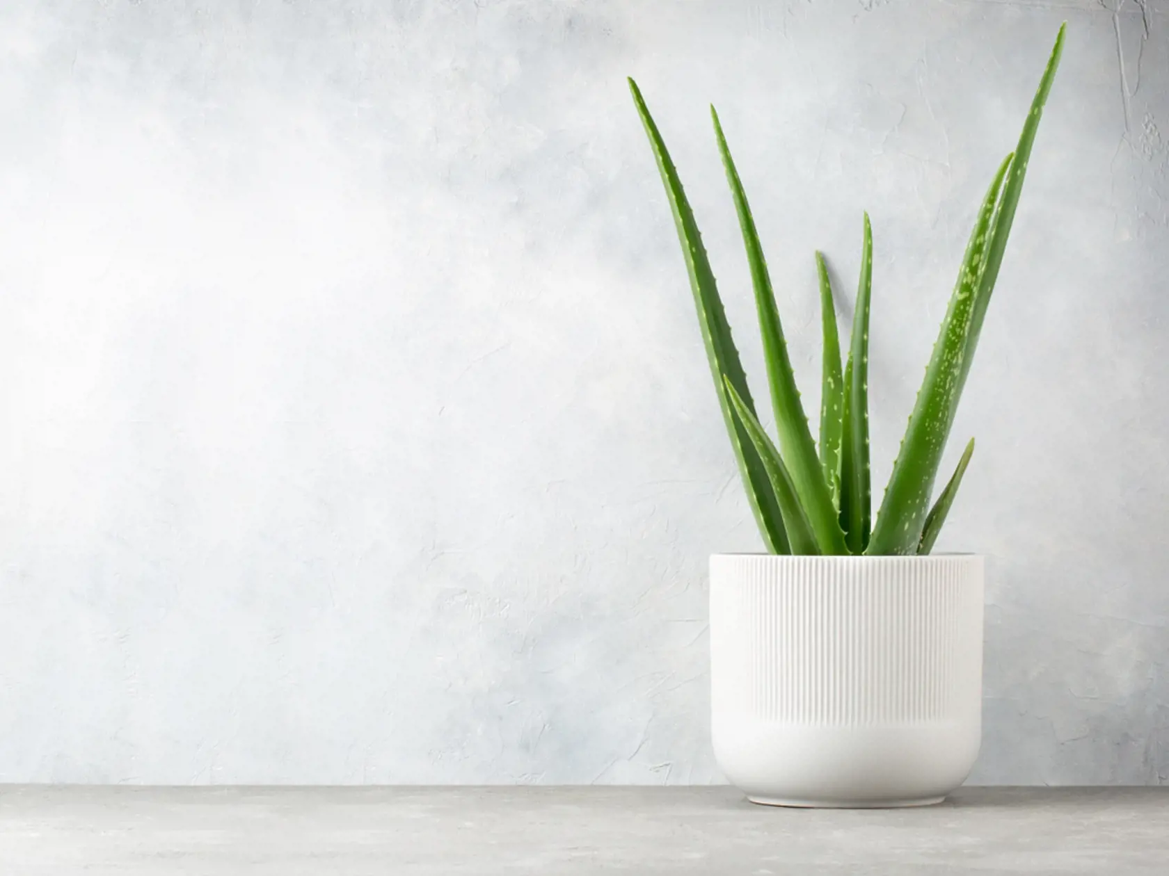 Existuje zoznam, ktorý vytvorila NASA a poukázala na rastliny, čo zlepšujú kvalitu vzduchu. Na zozname nechýba aloe vera - perfektný prírodný filter ovzdušia. Liečivá rastlina na množstvo škodlivých látok upozorní hnedými škvrnami na listoch. Treba ju dať na okno, kde je viac svetla, no výhodou je, že ju netreba často polievať.