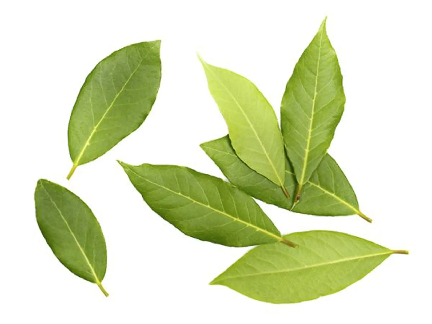Bobkový list ponúka protizápalové, antimikrobiálne a antioxidačné výhody vďaka antioxidantom a iným ochranným látkam nachádzajúcich sa v rastline. Táto bylina obsahuje viac ako 80 identifikovaných zlúčenín vrátane polyfenolov, eukalyptolu, cineolu, sabinénu a linaloolu.