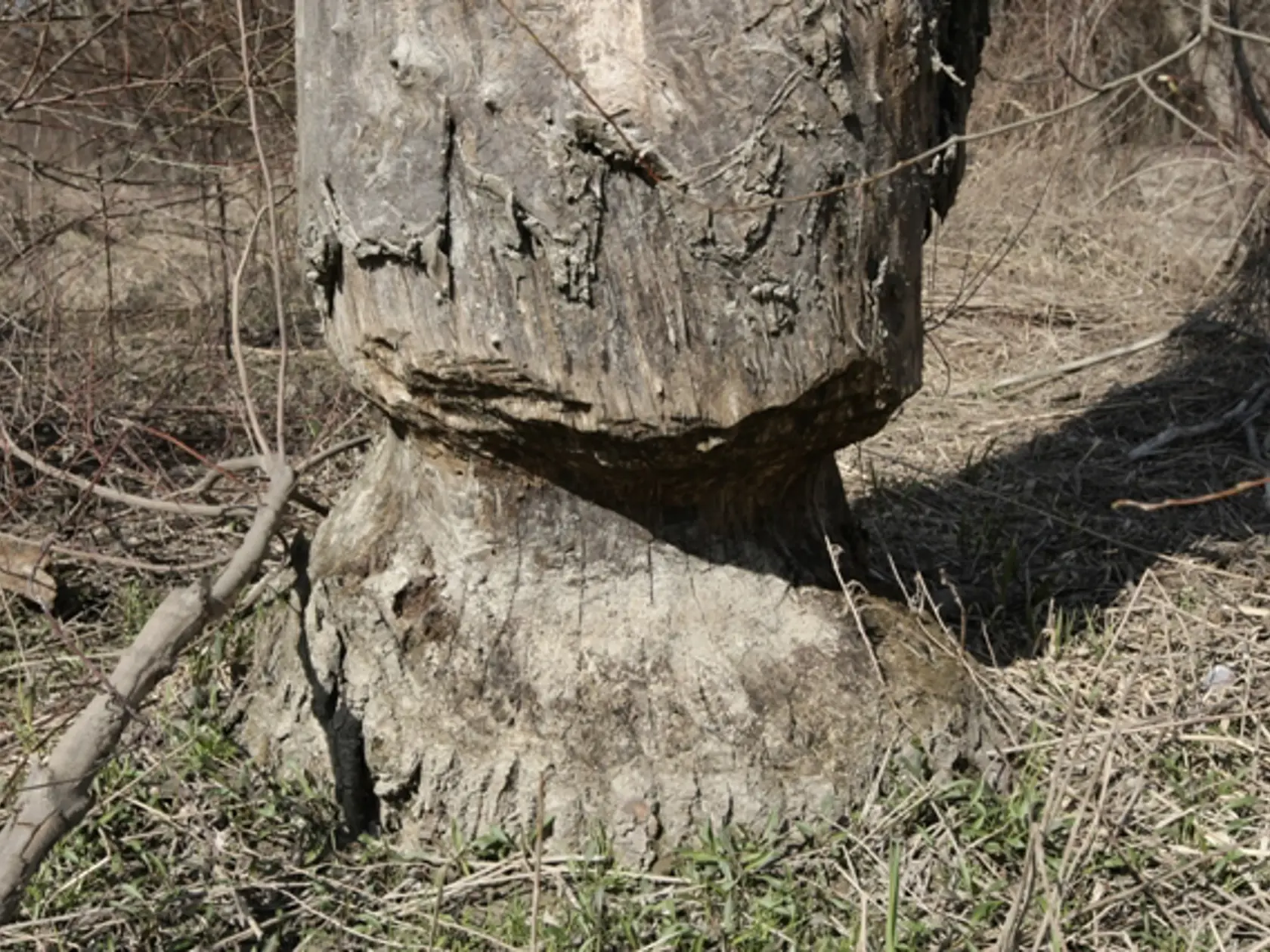 Takéto stopy po
sebe zanechávajú
bobry.
