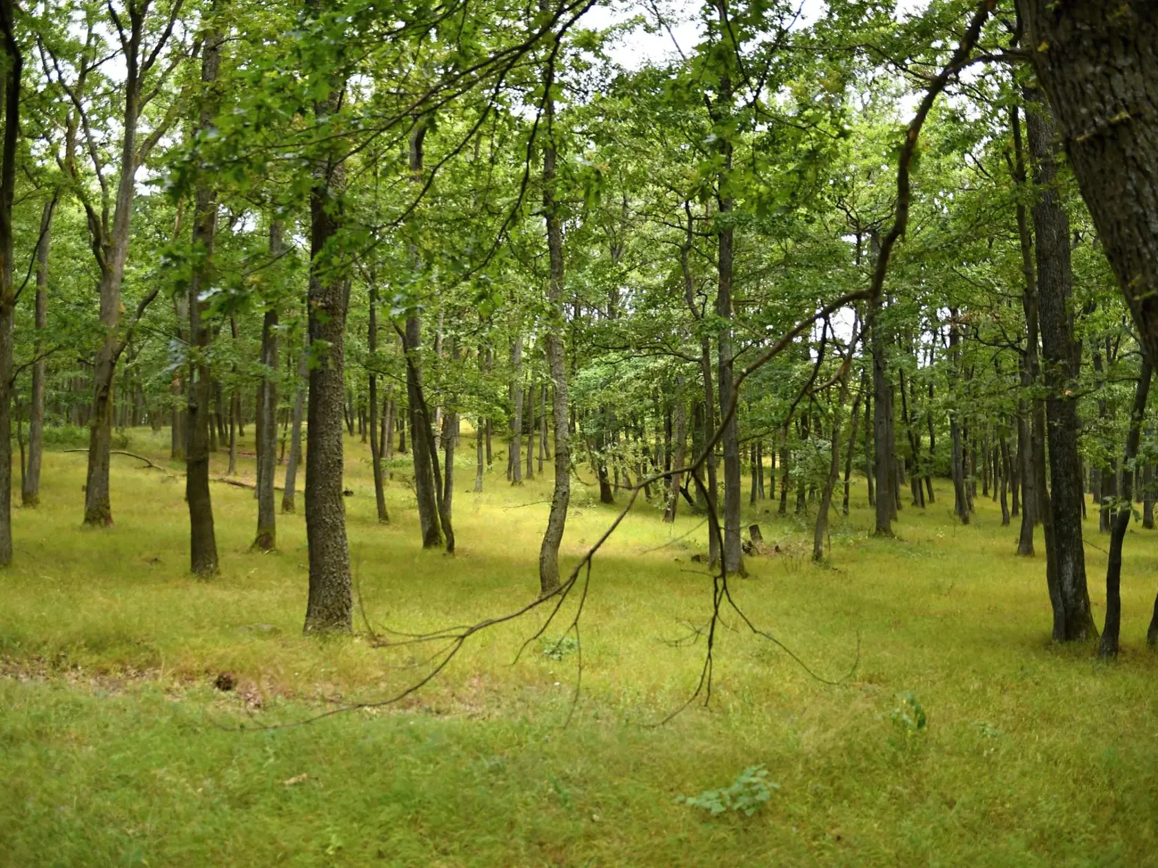 Na snímke príroda v okolí vrchu Tribeč  8. augusta 2019. FOTO TASR - Erika Ďurčová