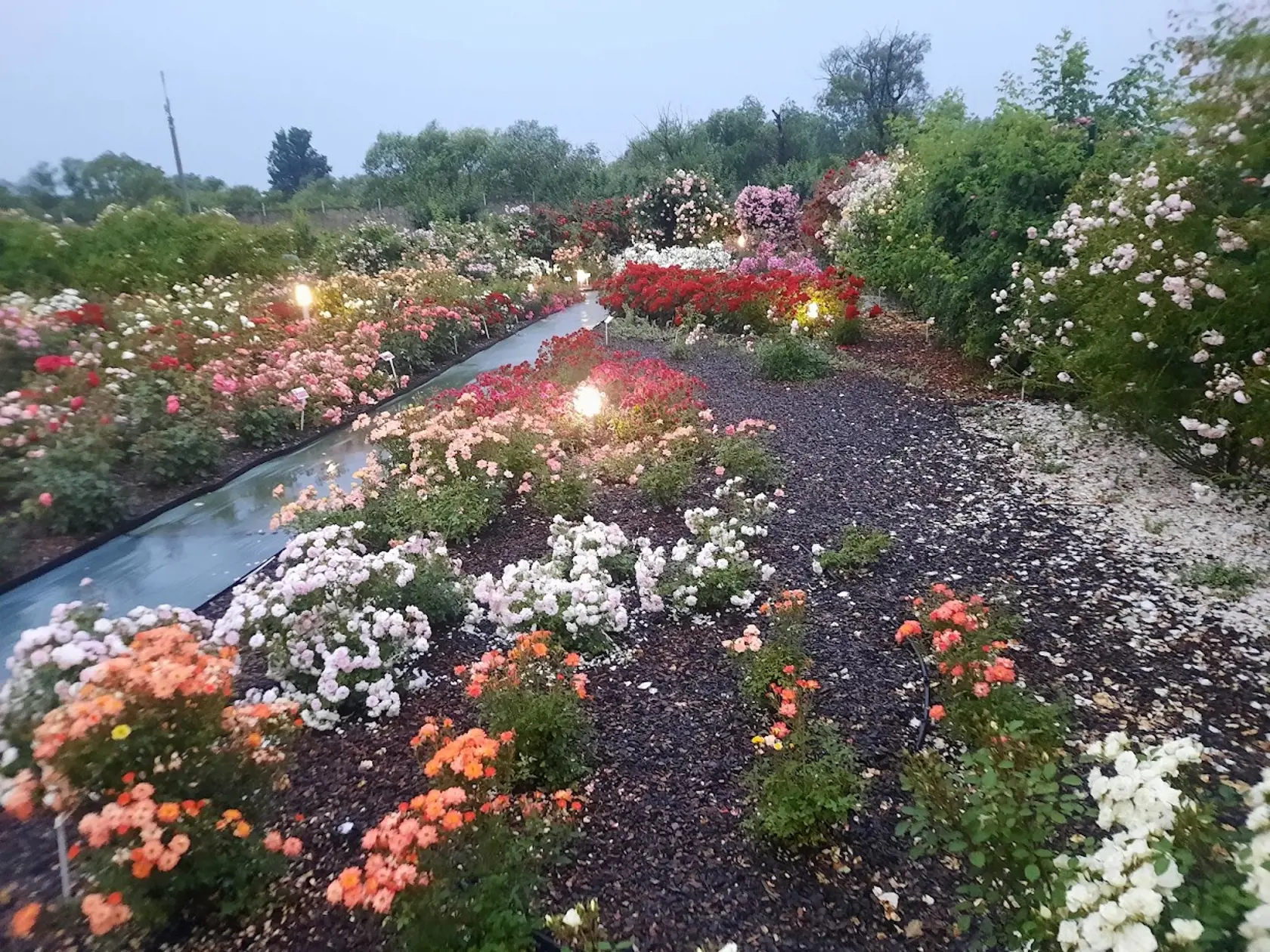 Osobná návšteva je však výnimočná nielen nezameniteľnou vôňou, ktorá je najintenzívnejšia ráno, ale aj večernou, romantickou atmosférou pri tlmenom osvetlení.
