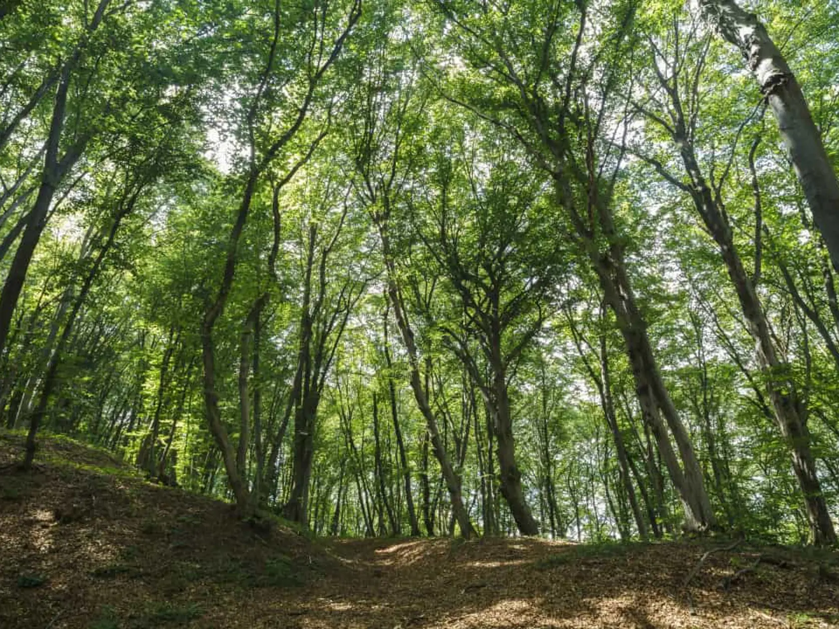 Ešte väčšie opatrenia by mal podstupovať človek, ktorý vie, že je alergický. Prevencia pohryzenia hadom je nosenie dostatočne vysokej a pevnej obuvi v prírode, dlhé nohavice a overenie si, aké druhy hadov v danej oblasti žijú. V domácej lekárničke by sme mal mať určite aj sterilný obväz a dostupné lieky na alergiu.