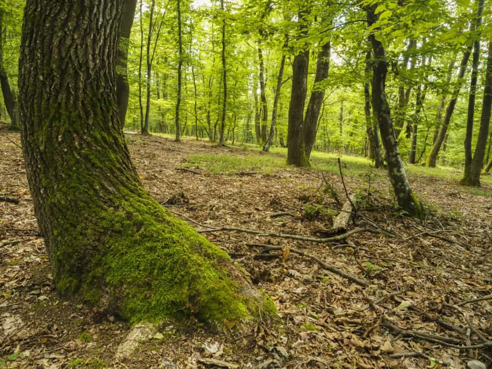 Ešte väčšie opatrenia by mal podstupovať človek, ktorý vie, že je alergický. Prevencia pohryzenia hadom je nosenie dostatočne vysokej a pevnej obuvi v prírode, dlhé nohavice a overenie si, aké druhy hadov v danej oblasti žijú. V domácej lekárničke by sme mal mať určite aj sterilný obväz a dostupné lieky na alergiu.