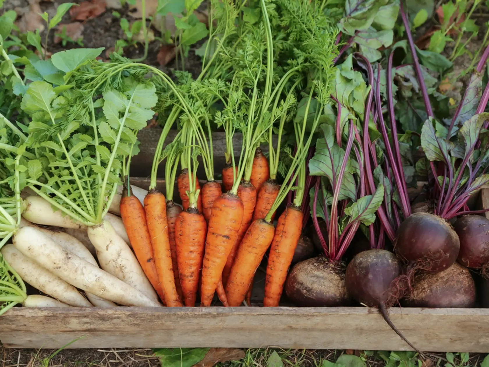 Root vegetables autumn harvest in garden. Fresh raw daikon white radish, carrot and beetroot in wooden box in garden close up