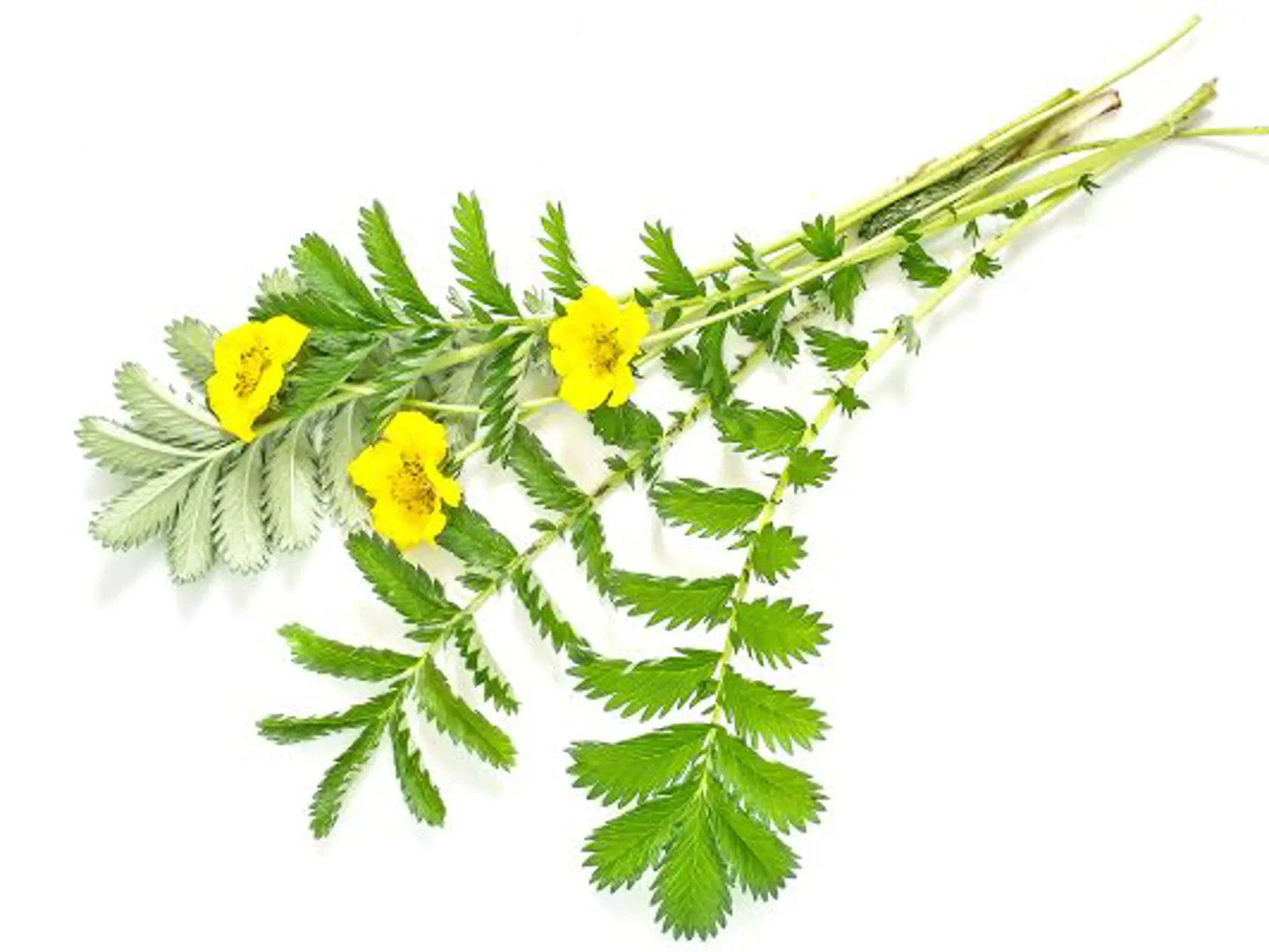 Nátržník husí (Potentilla anserina)