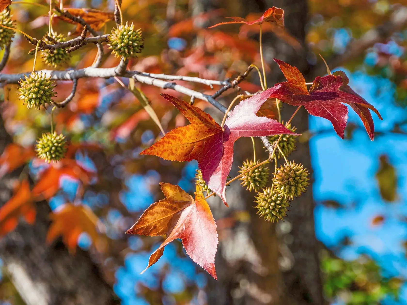 Ambrovník styraxový (Liquidambar styraciflua)