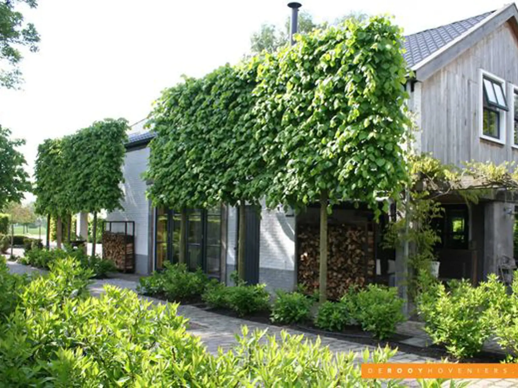 Lipa malolistá (Tilia cordata)