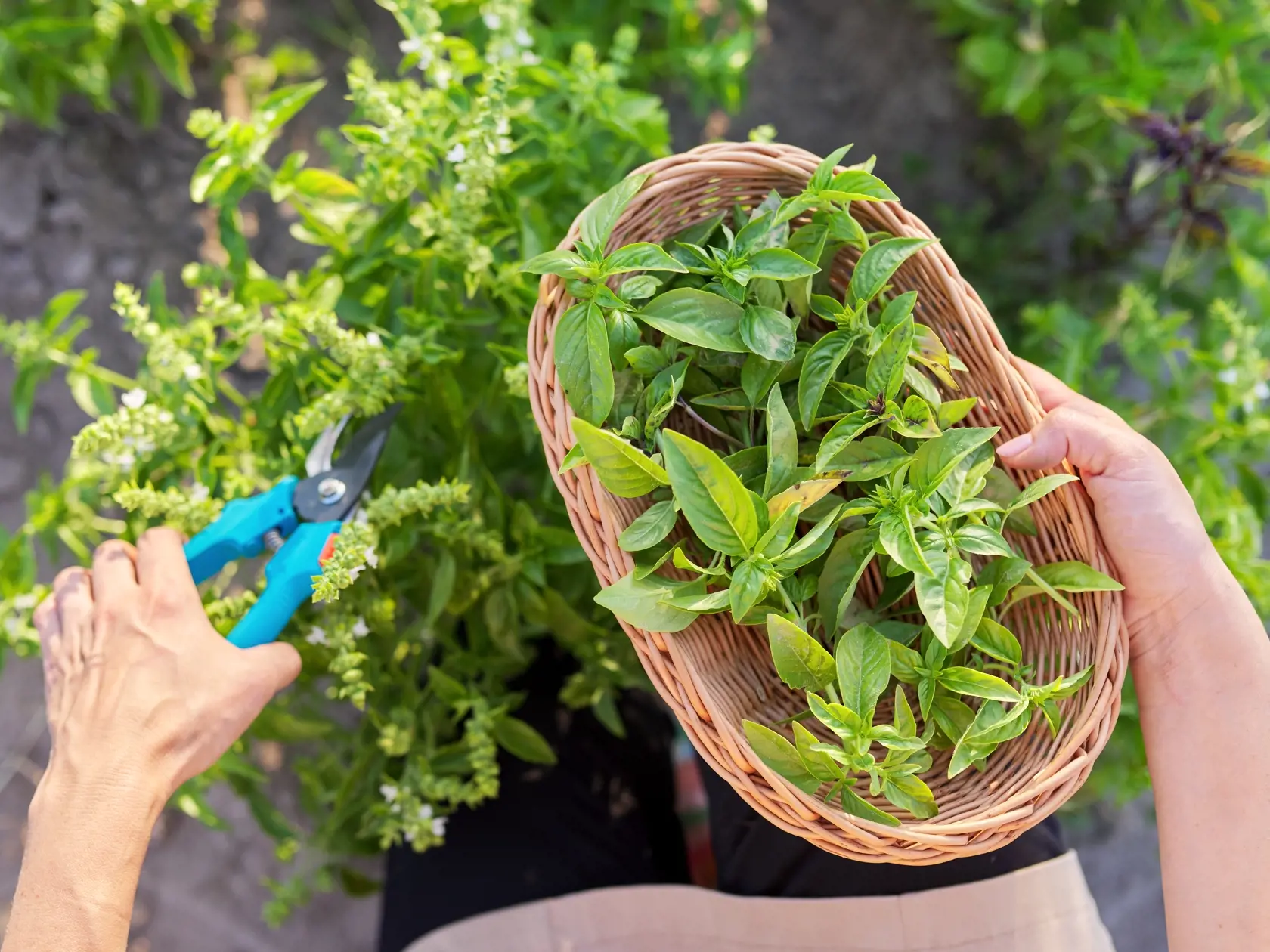 Woman,Farmer,Gardener,Cuts,Basil,With,Pruner,,Leaves,In,Basket,