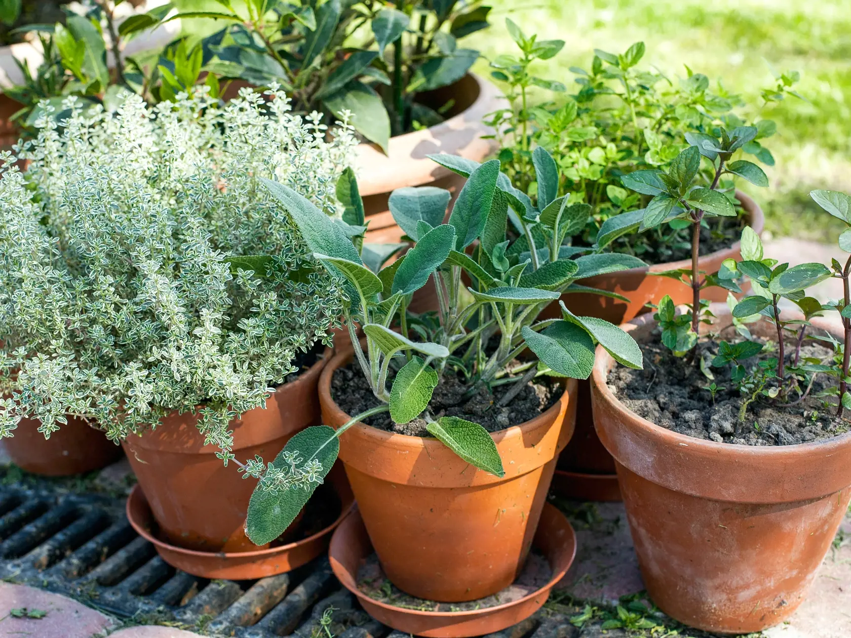 Pots,With,Herbs