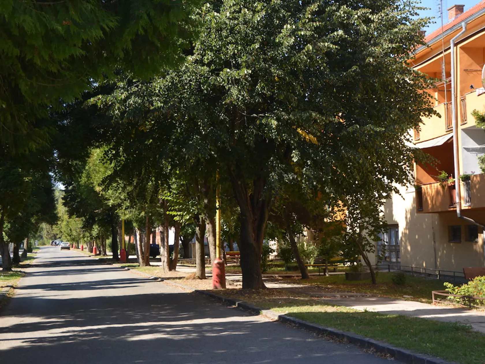 Hustá stromová alej, jediné miesto na obdiv v Čiernej nad Tisou, sa vinie od základnej školy po železničnú stanicu.