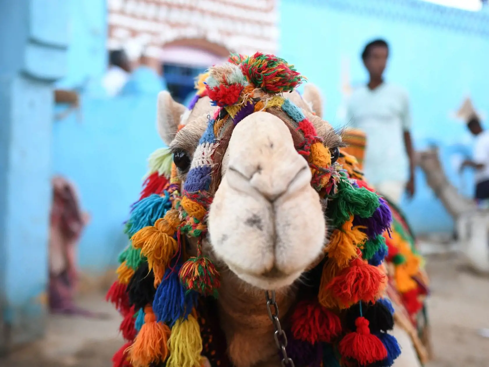 Deti ťavy milujú. Doprajte im zážitok na celý život, Egypt.