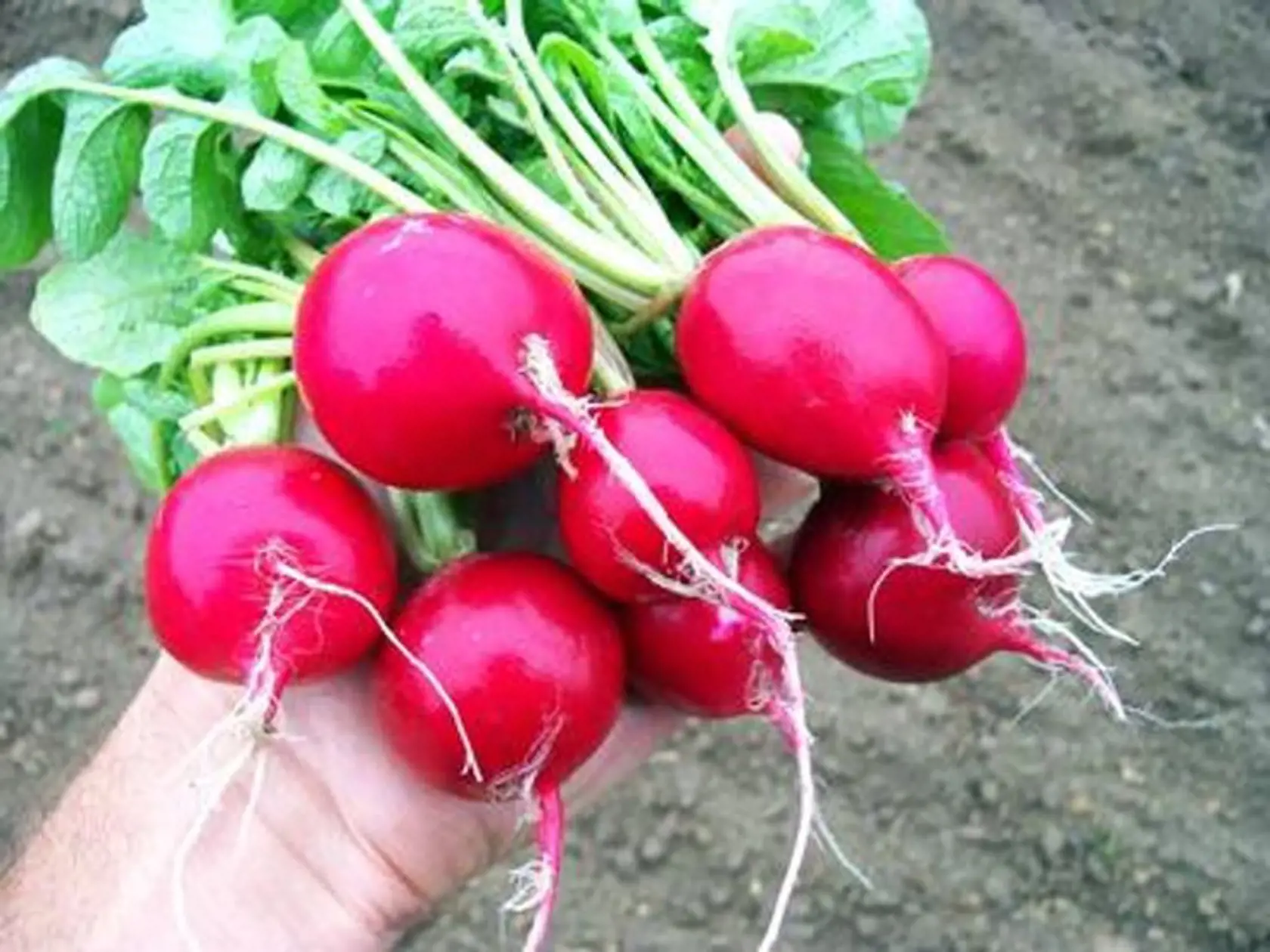 Odroda ‘Ester’.