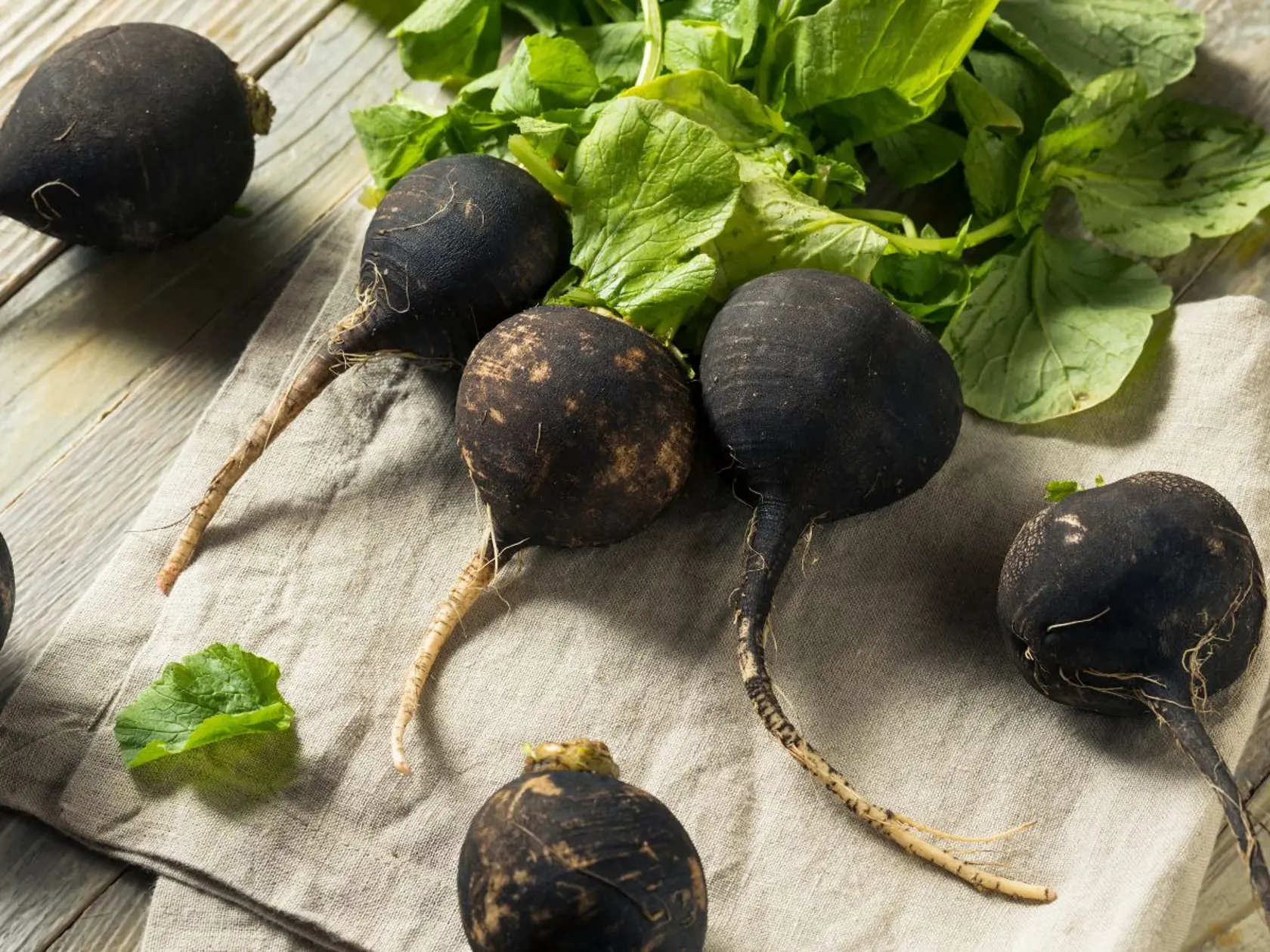 Obsahuje výrazné množstvo vitamínu C, E a B. Je bohatá na železo, síru, vápnik, horčík, fosfor aj draslík. Vďaka svojmu obsahu je veľmi prospešná pri očiste organizmu. Podporuje tiež imunitný systém.