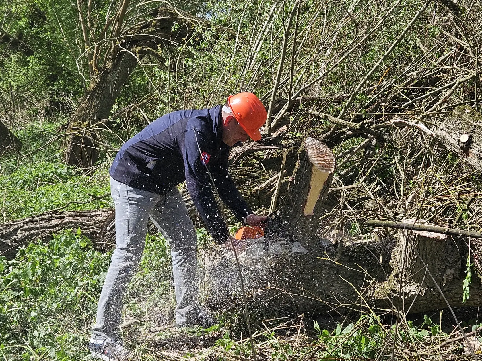 Na snímke minister životného prostredia Tomáš Taraba (nominant SNS) píli strom počas prezentácie projektu Práca namiesto dávok, ktorý pokračuje na Záhorí revitalizáciou povodia Moravy v obci Moravský Svätý Ján v okrese Senica v stredu 16. apríla 2025. FOTO TASR - Kristýna Peštová