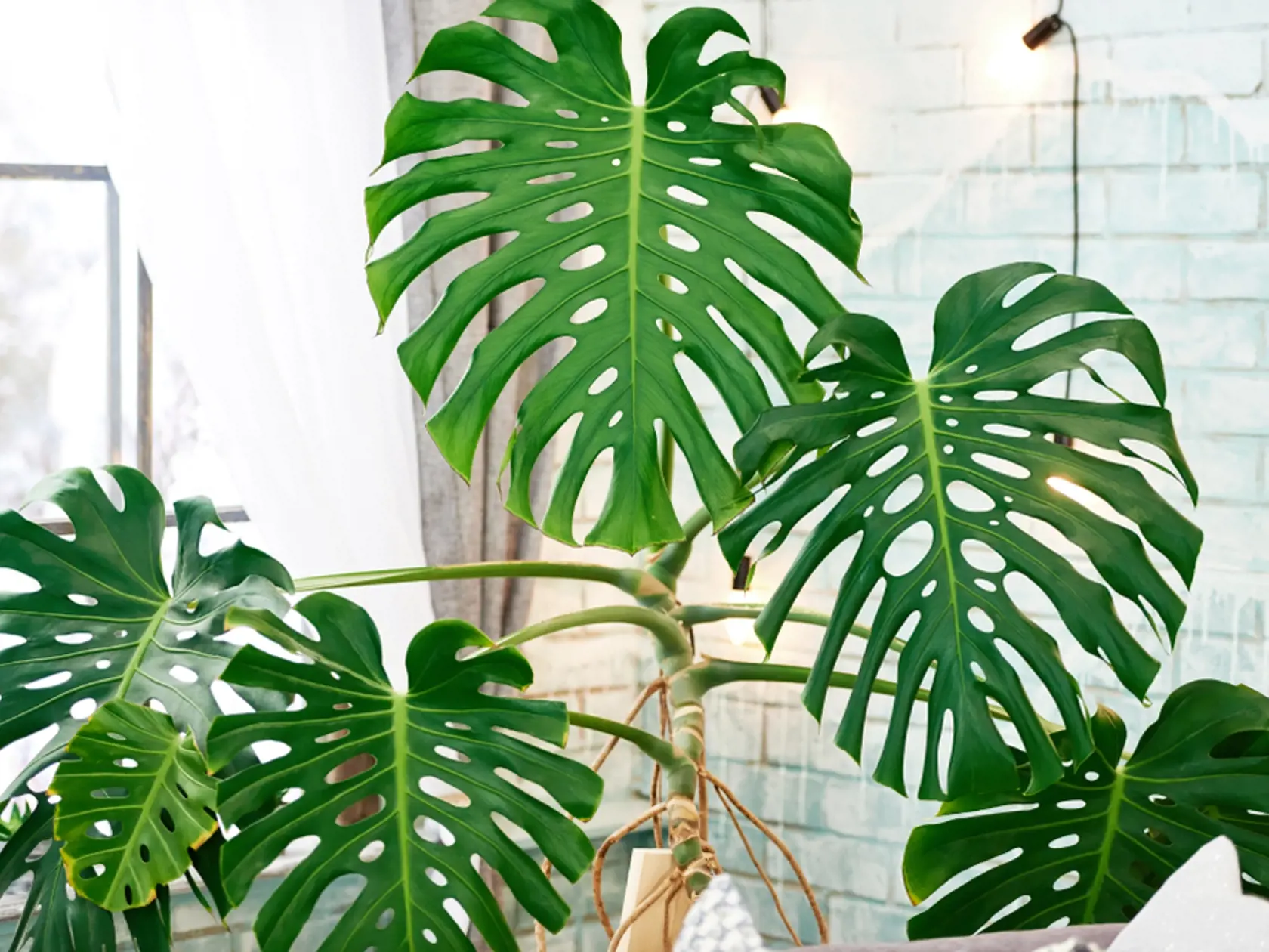 Obľúbená Monstera deliciosa tiež patrí medzi philodendrony.