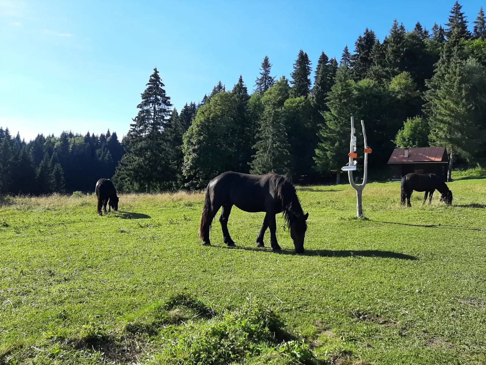 V 90. rokoch bol uznaný šľachtiteľský chov koní plemena norik muránskeho typu, ktorý bol neskôr vyhlásený za chránený chov.