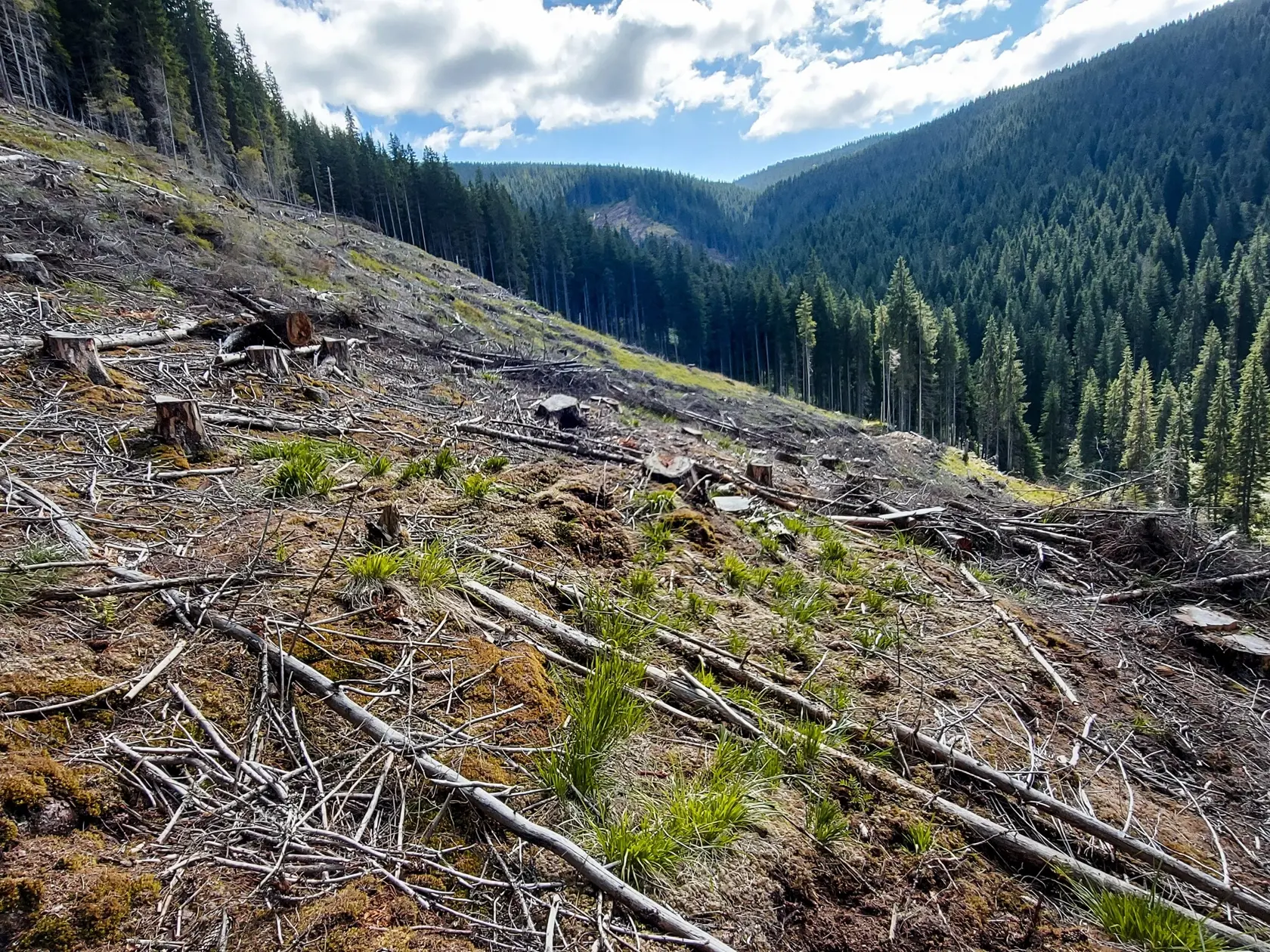 Na archívnej snímke zo 4. septembra 2021 je vidieť odlesňovanie veľkej plochy lesa a narušenie biotopu v lokalitách Natura 2000 pri Frumoase v pohorí Cindrel v strednom Rumunsku.