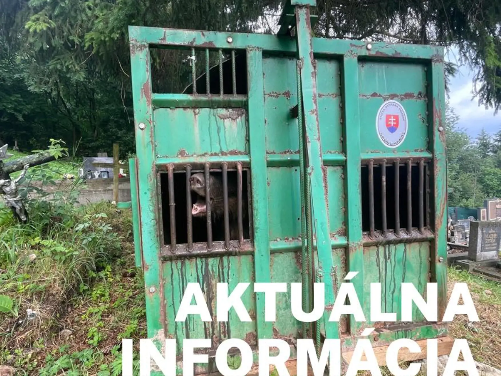 Ďalšieho problémového medveďa z ružomberského cintorína usmrtili
