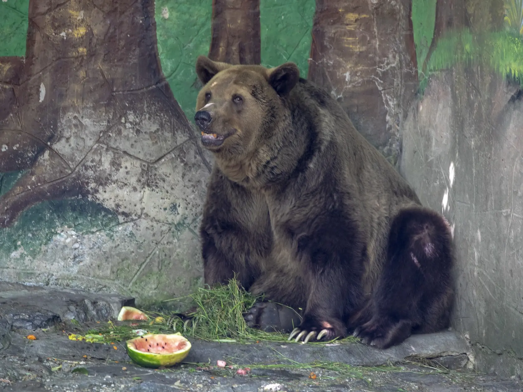 Na snímke je ochladzovanie zvierat počas horúcich dní v bratislavskej ZOO, medveď hnedý