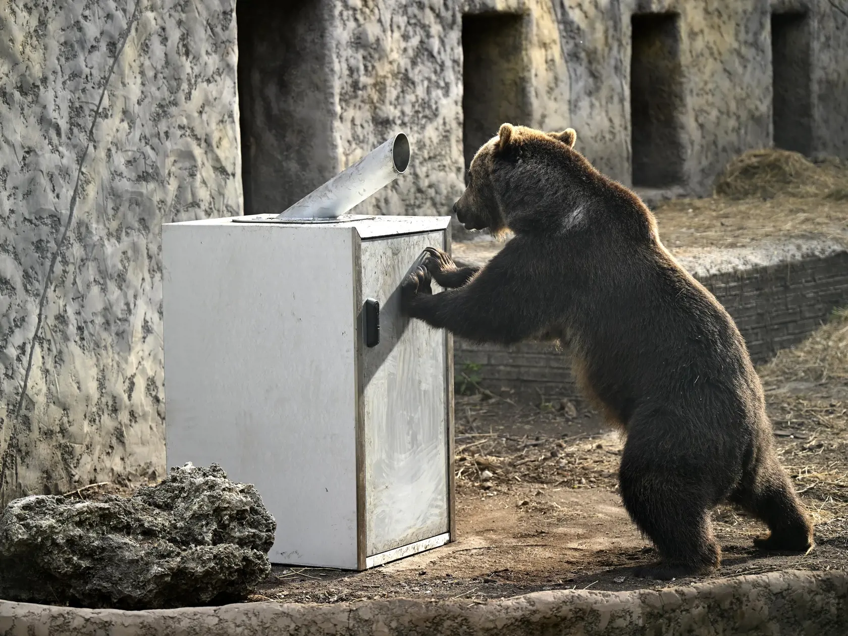 Na snímke medveď hnedý sa snaží otvoriť betónový kryt s kontajnerom na zber plastových fľaš a plechoviek, počas testu odolnosti v Národnej zoologickej záhrade Bojnice. Medvede z Národnej zoologickej záhrady Bojnice v týchto dňoch testovali odolnosť špeciálneho krytu na kontajnery na plast a plechovky. Kryty plánujú umiestniť v národných parkoch a zabrániť, aby tam voľne žijúce jedince chodili rozhrabávať odpad. Bojnice, 4. júla 2023. FOTO TASR - Radovan Stoklasa