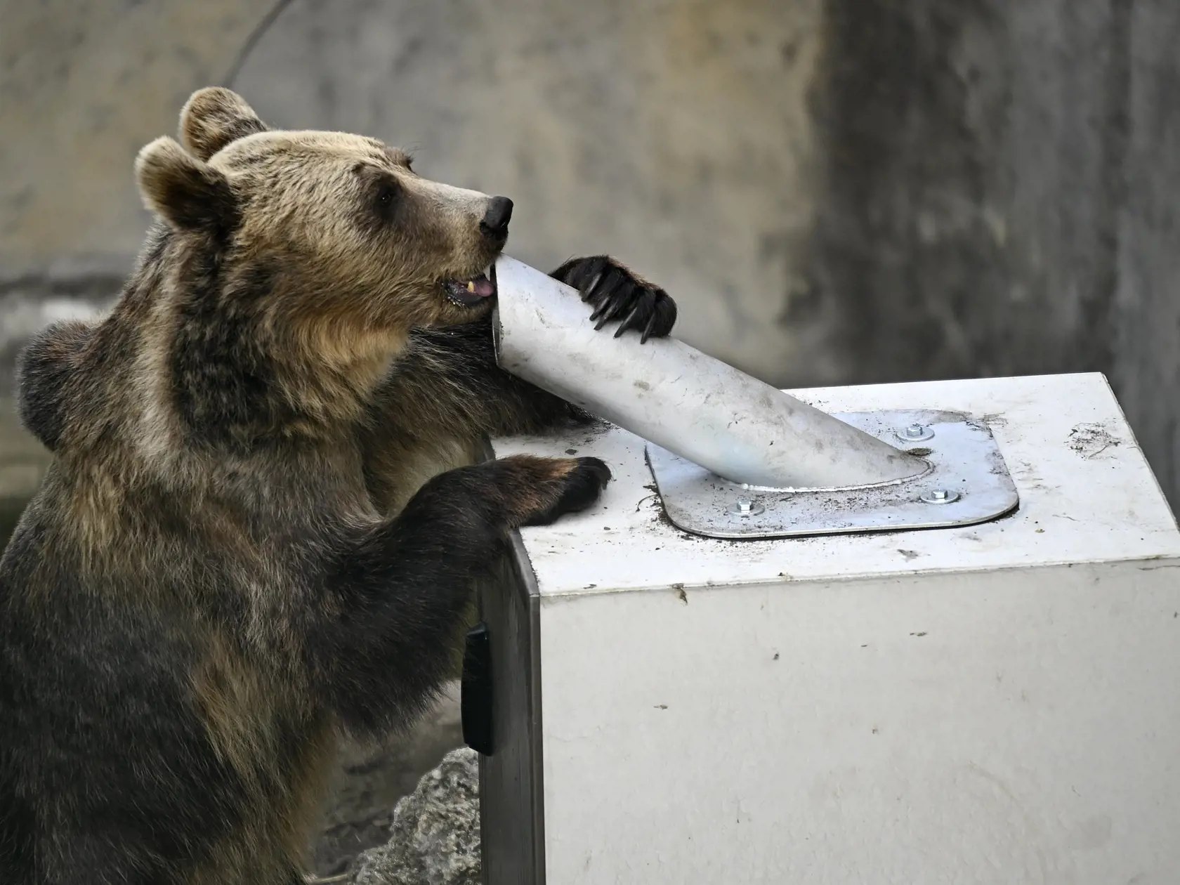 Na snímke medveď hnedý sa snaží otvoriť betónový kryt s kontajnerom na zber plastových fľaš a plechoviek, počas testu odolnosti v Národnej zoologickej záhrade Bojnice. Medvede z Národnej zoologickej záhrady Bojnice v týchto dňoch testovali odolnosť špeciálneho krytu na kontajnery na plast a plechovky. Kryty plánujú umiestniť v národných parkoch a zabrániť, aby tam voľne žijúce jedince chodili rozhrabávať odpad. Bojnice, 4. júla 2023. FOTO TASR - Radovan Stoklasa