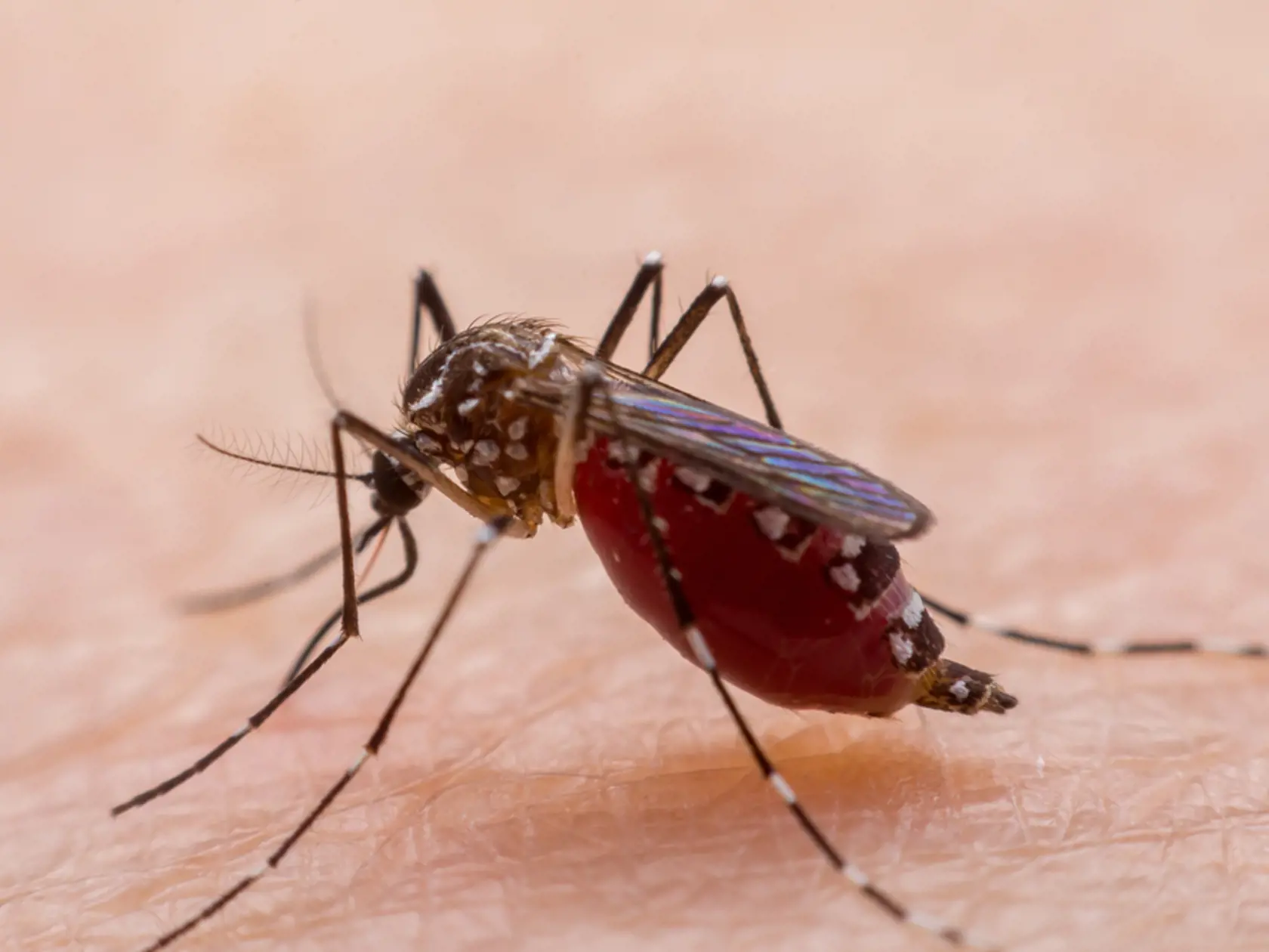 Človeku as už dnes darí krotiť šírenie horúčky dengue, a to prostredníctvom baktérie Wolbachia. V ňou infikovaných komároch sa vírus len ťažko reprodukuje a šanca, že ho komár prenesie na človeka, je podstatne nižšia. Táto stratégia by mohla v konečnom dôsledku blokovať prenos chorôb a spraviť z komárov neškodné tvory. Ďalšia technika spočíva v genetickom upravovaní komárov tak, aby sa ich potomkovia už nedokázali ďalej množiť.