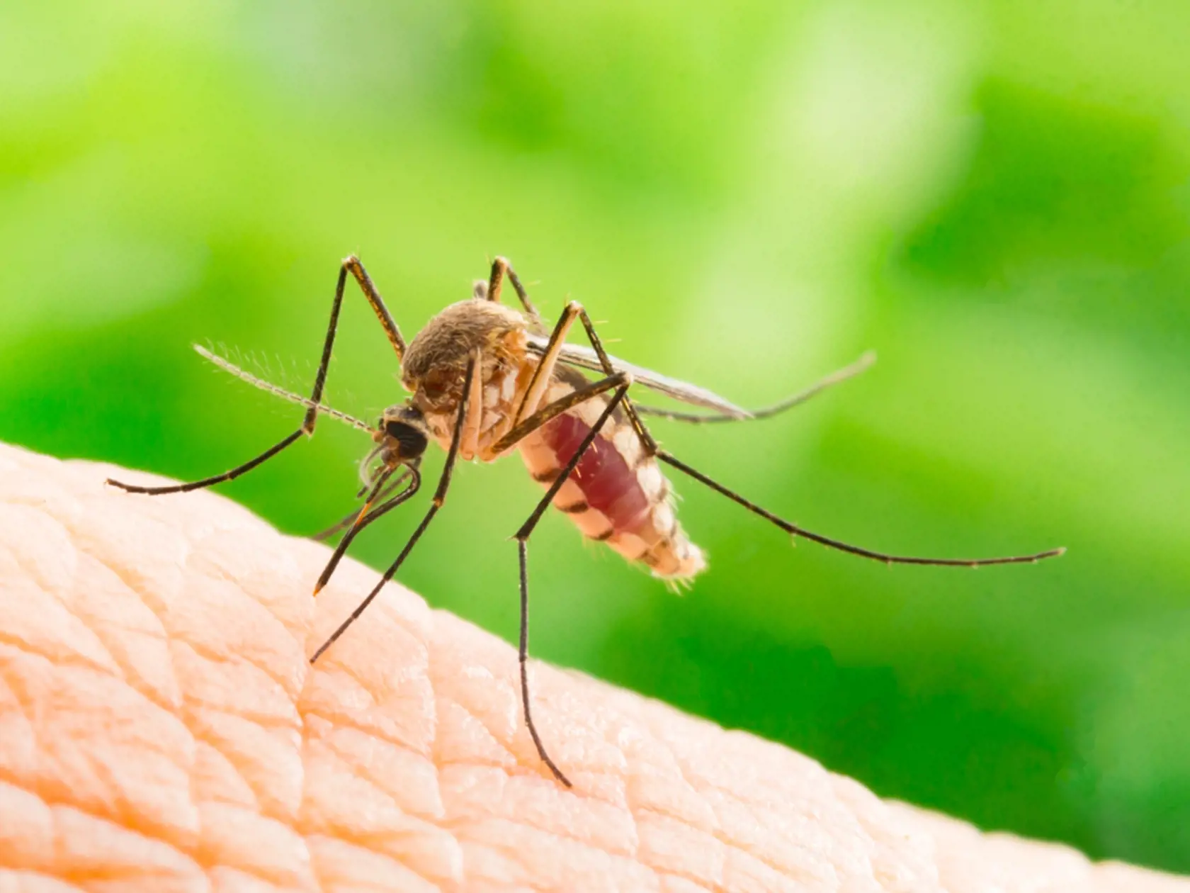 Na maláriu zomrelo len v roku 2020 asi 627-tisíc osôb a to máme 21. storočie s pomerne vyspelou medicínou. Pridajte k nej choroby ako západonílska horúčka či horúčka dengue a dostanete smrtiaci mix nebezpečný pre každého človeka. Komár sa vďaka svojej schopnosti prenášať choroby právom považuje za najsmrtiacejšie zviera na Zemi.