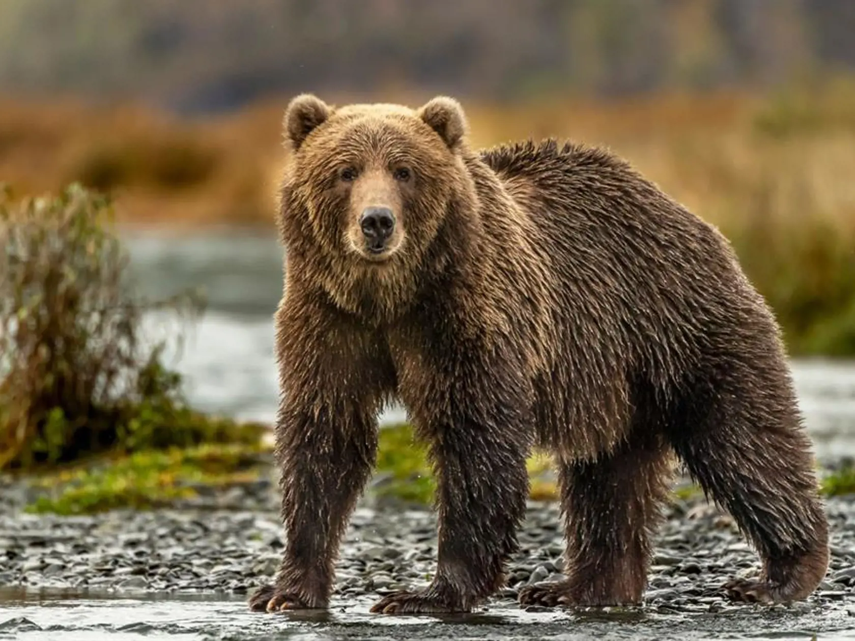 Medveď grizzly.