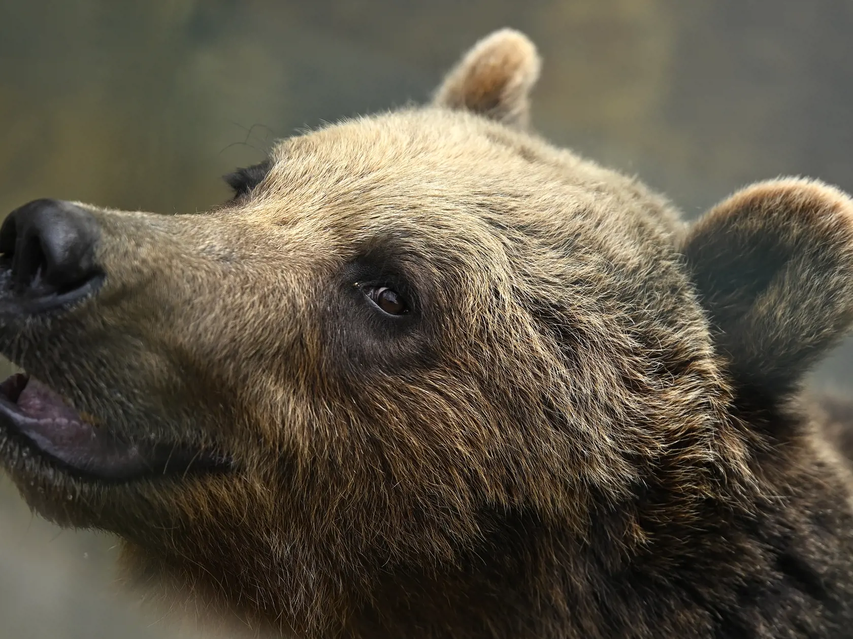 Na snímke medveď hnedý sa pozerá z vodnej priekopy v Národnej zoologickej záhrade Bojnice. Medvede z Národnej zoologickej záhrady Bojnice v týchto dňoch testovali odolnosť špeciálneho krytu na kontajnery na plast a plechovky. Kryty plánujú umiestniť v národných parkoch a zabrániť, aby tam voľne žijúce jedince chodili rozhrabávať odpad. Bojnice, 4. júla 2023. FOTO TASR - Radovan Stoklasa