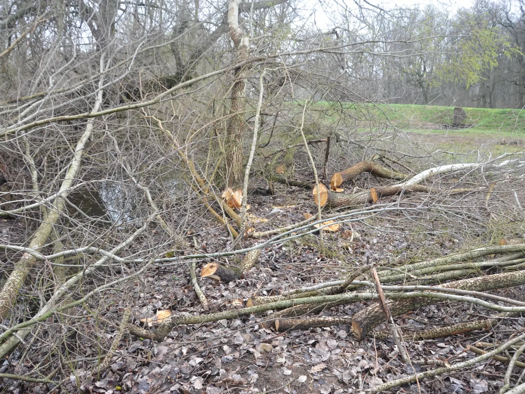 Enviropolícia navrhla podať obžalobu na muža z okresu Trebišov za protiprávny výrub 71 stromov, ku ktorému prišlo v marci v obci Borša na pozemku nachádzajúcom sa v druhom stupni ochrany prírody. TASR o tom informovala Zuzana Hrabovská z odboru komunikácie a prevencie Prezídia Policajného zboru. "Celková spoločenská hodnota vyrúbaných drevín druhu dub letný, vŕba biela a topoľ biely bola vyčíslená na viac ako 70.000 eur," priblížila Hrabovská s tým, že časť z týchto vyrúbaných stromov si páchate