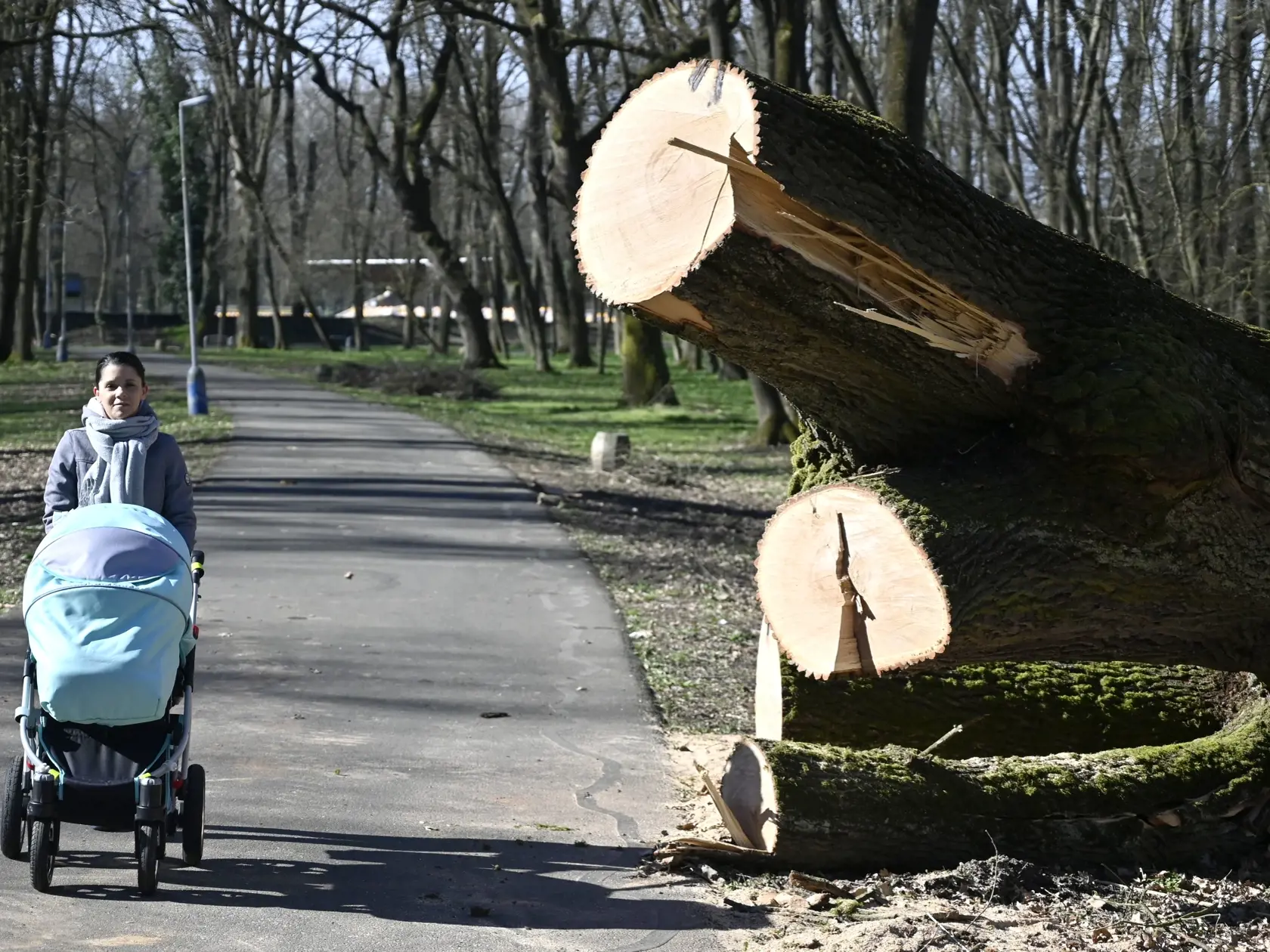 Na snímke spadnuté stromy po silnom vetre v mestskom parku v Trebišove 29. marca 2023. FOTO TASR - Roman Hanc