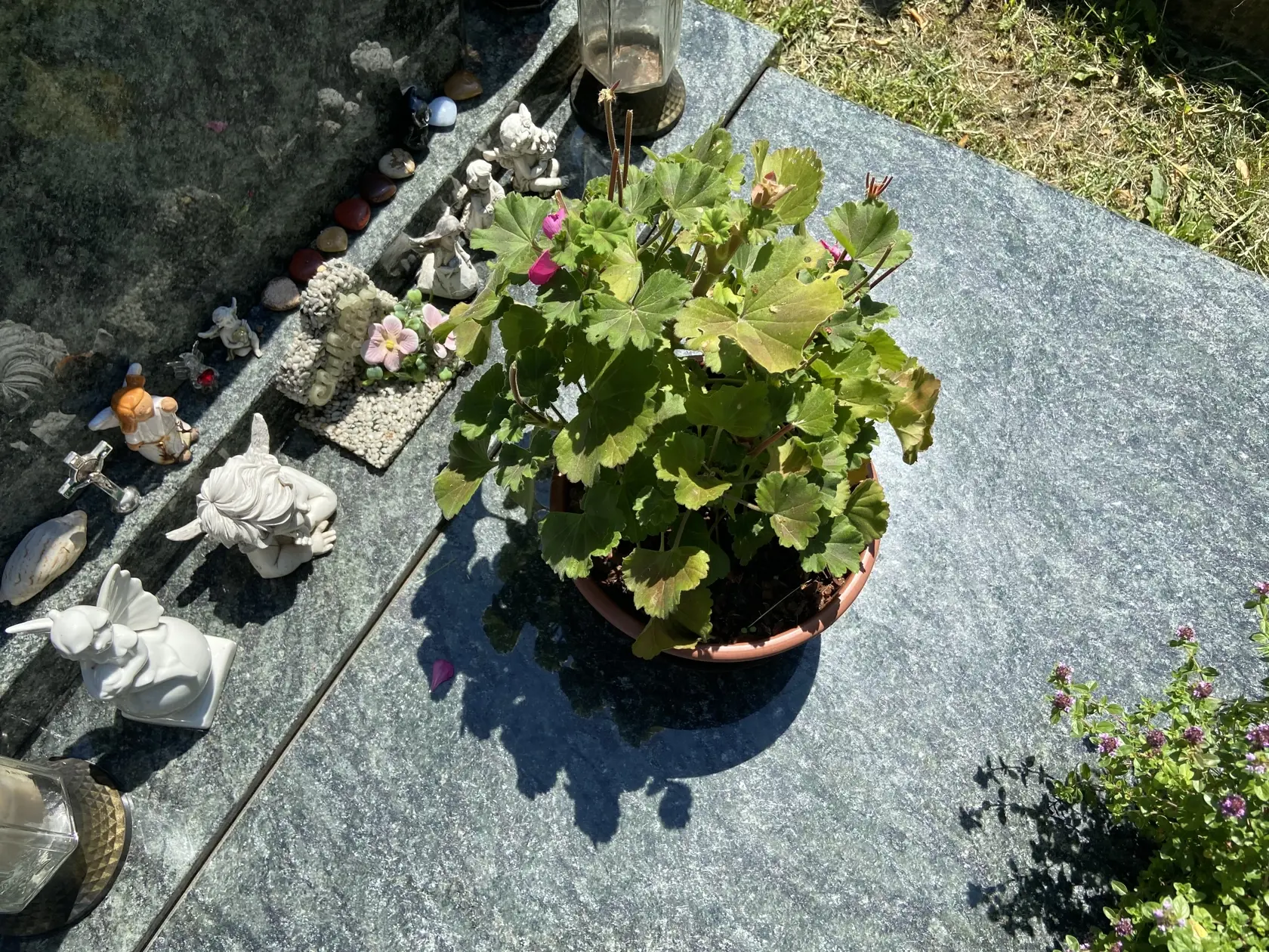 "Smutný" muškát. Hrob aktuálne zdobia trvalky v štyroch kvetináčoch.