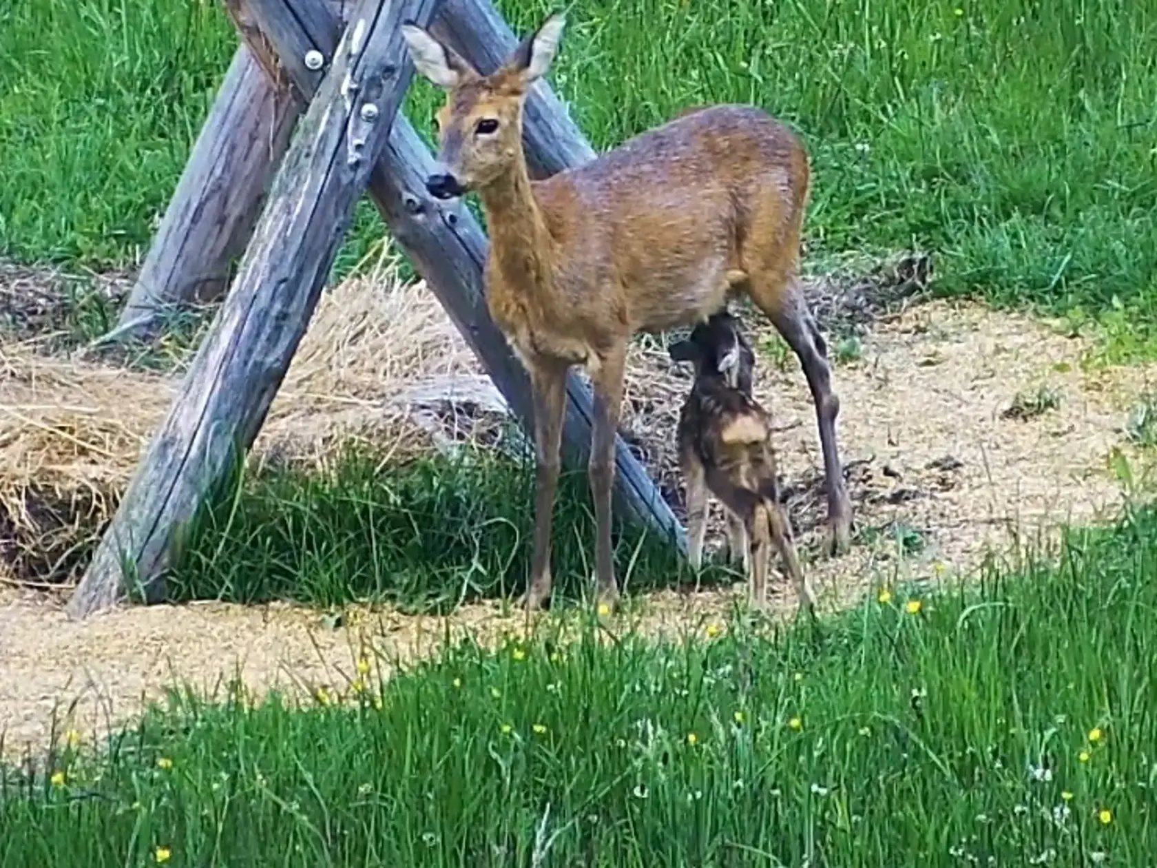 Krmelec, ktorý sa nachádza neďaleko domu Lučanských hojne navštevuje vysoká zver, keďže domáci dbajú o to, aby tam, vždy mala niečo dobré pod zub.