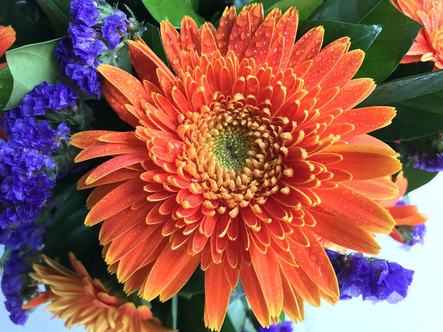 gerbera