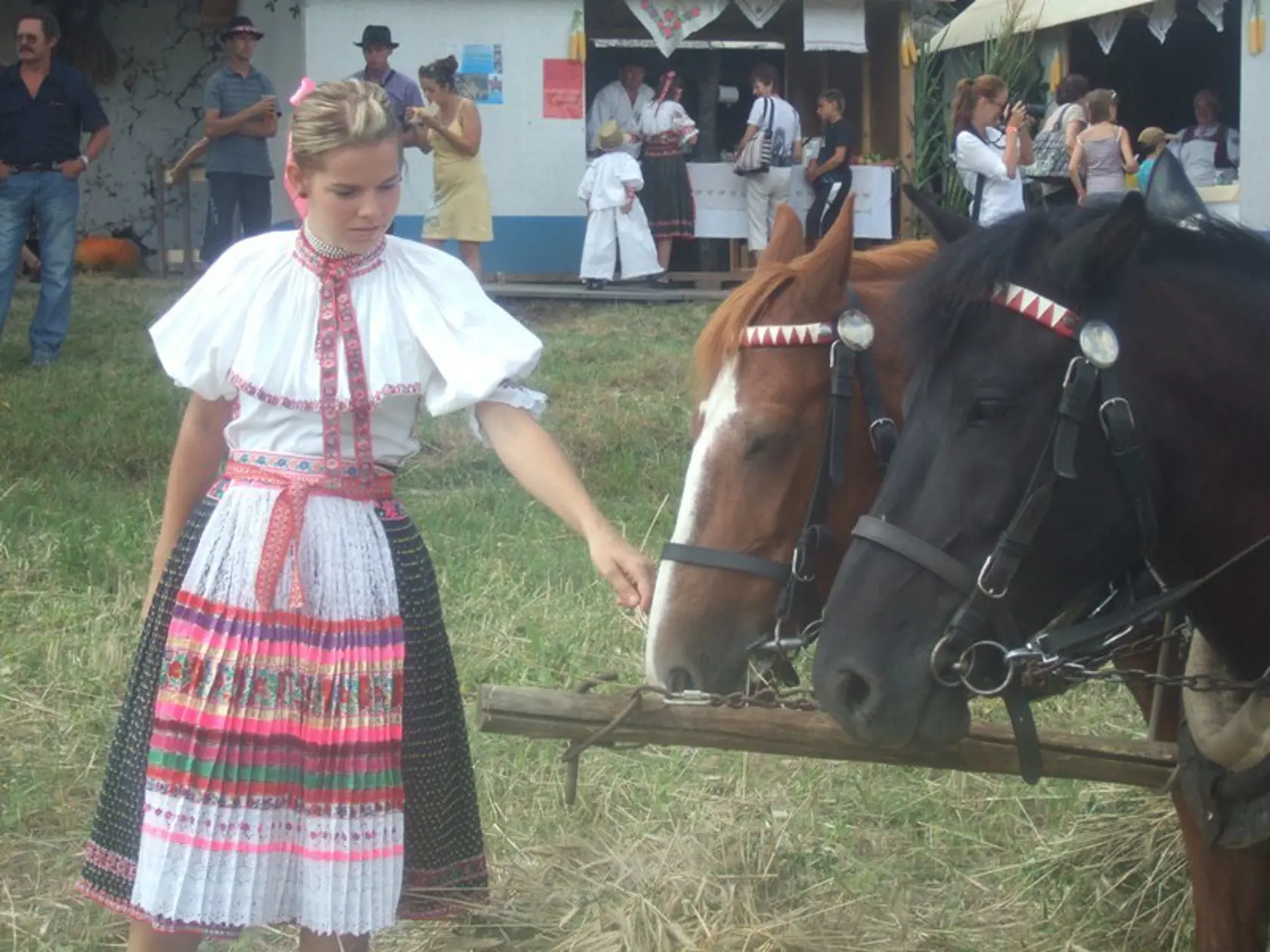 A koníky si pochutnali na ovose.