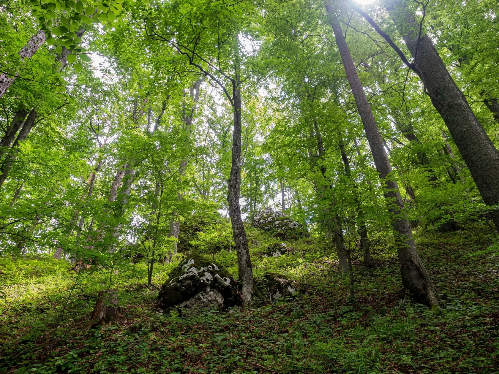 Muranská planina